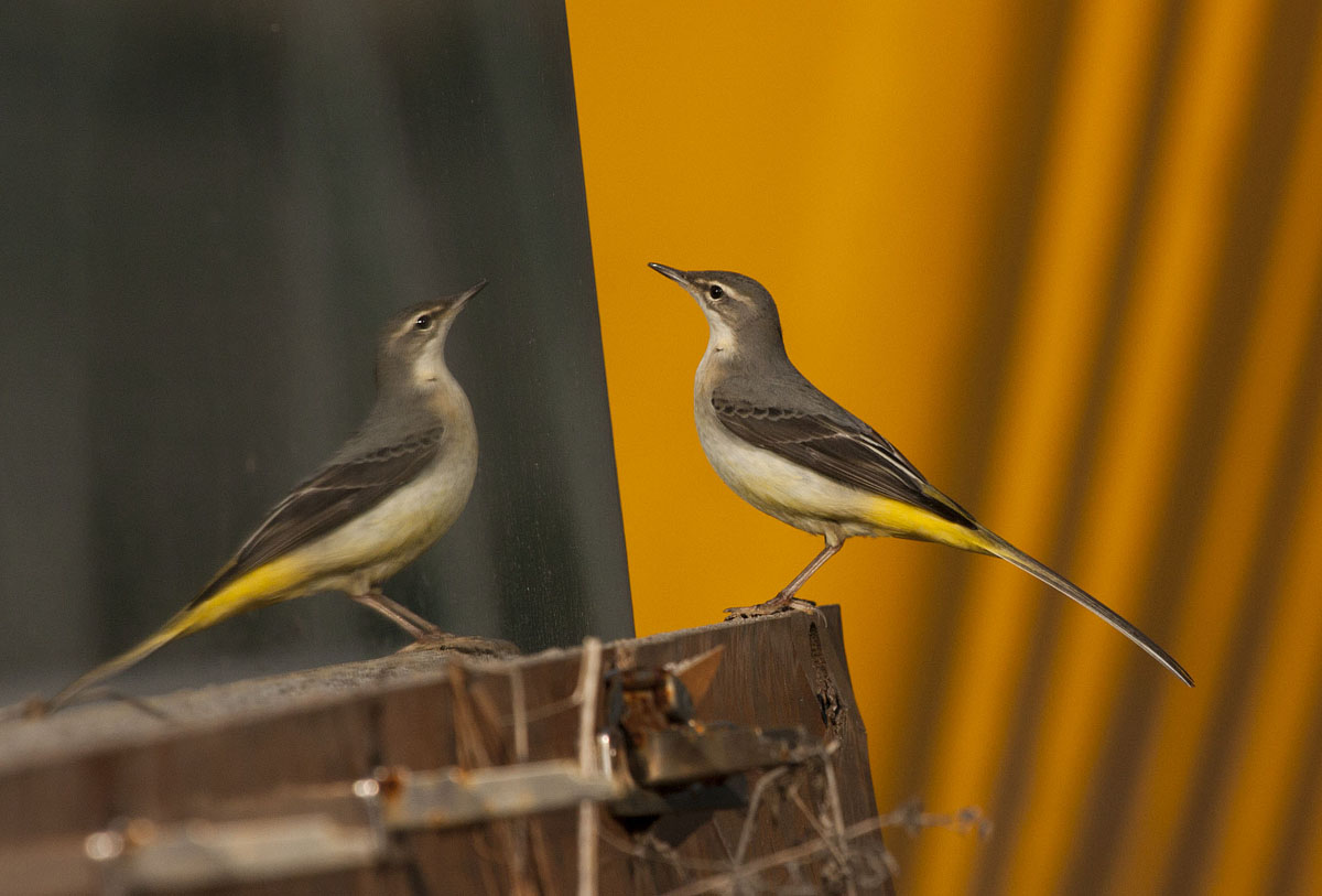Ballerina allo specchio