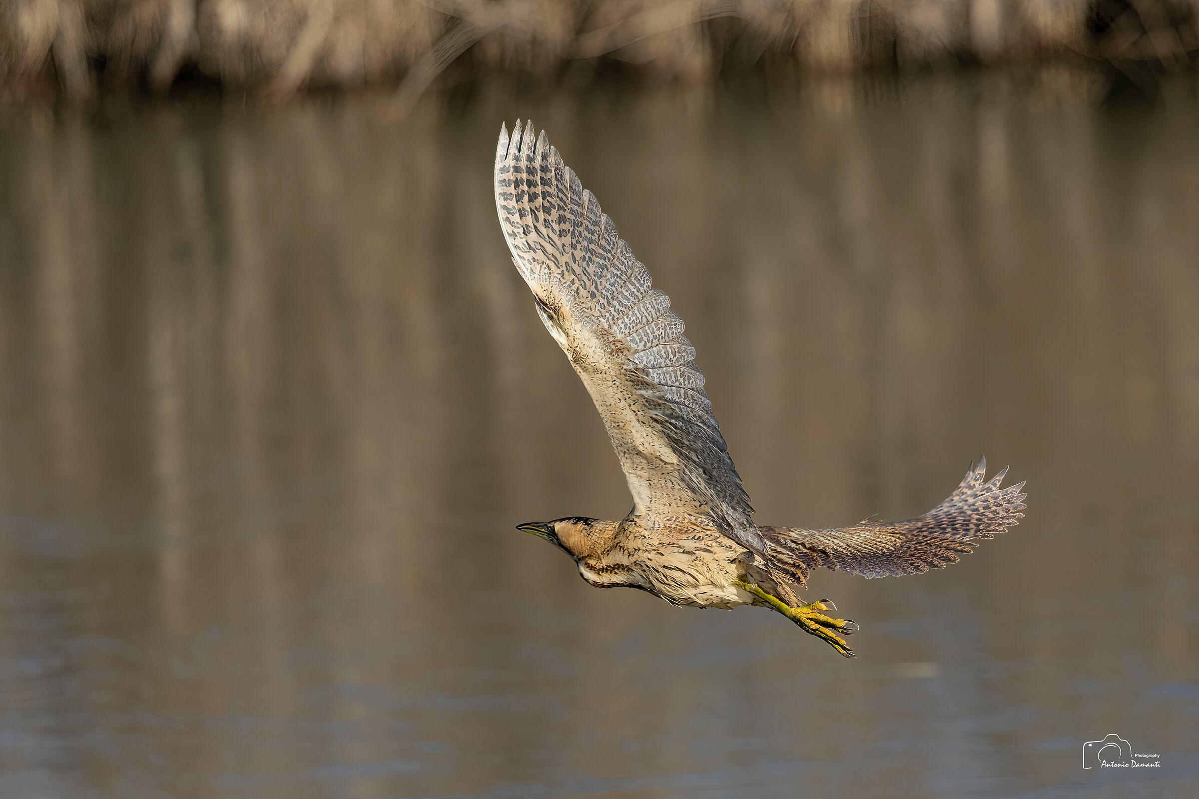 Still the bittern in flight