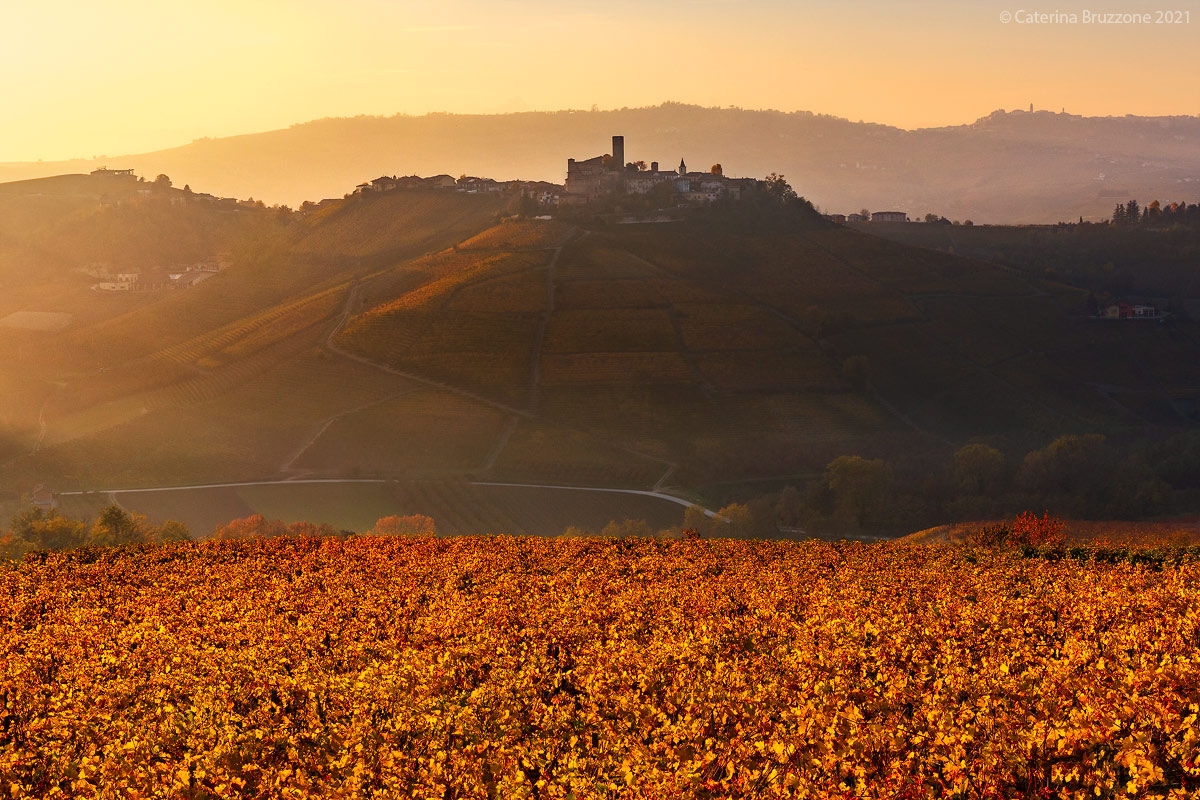 The gold of the Langhe