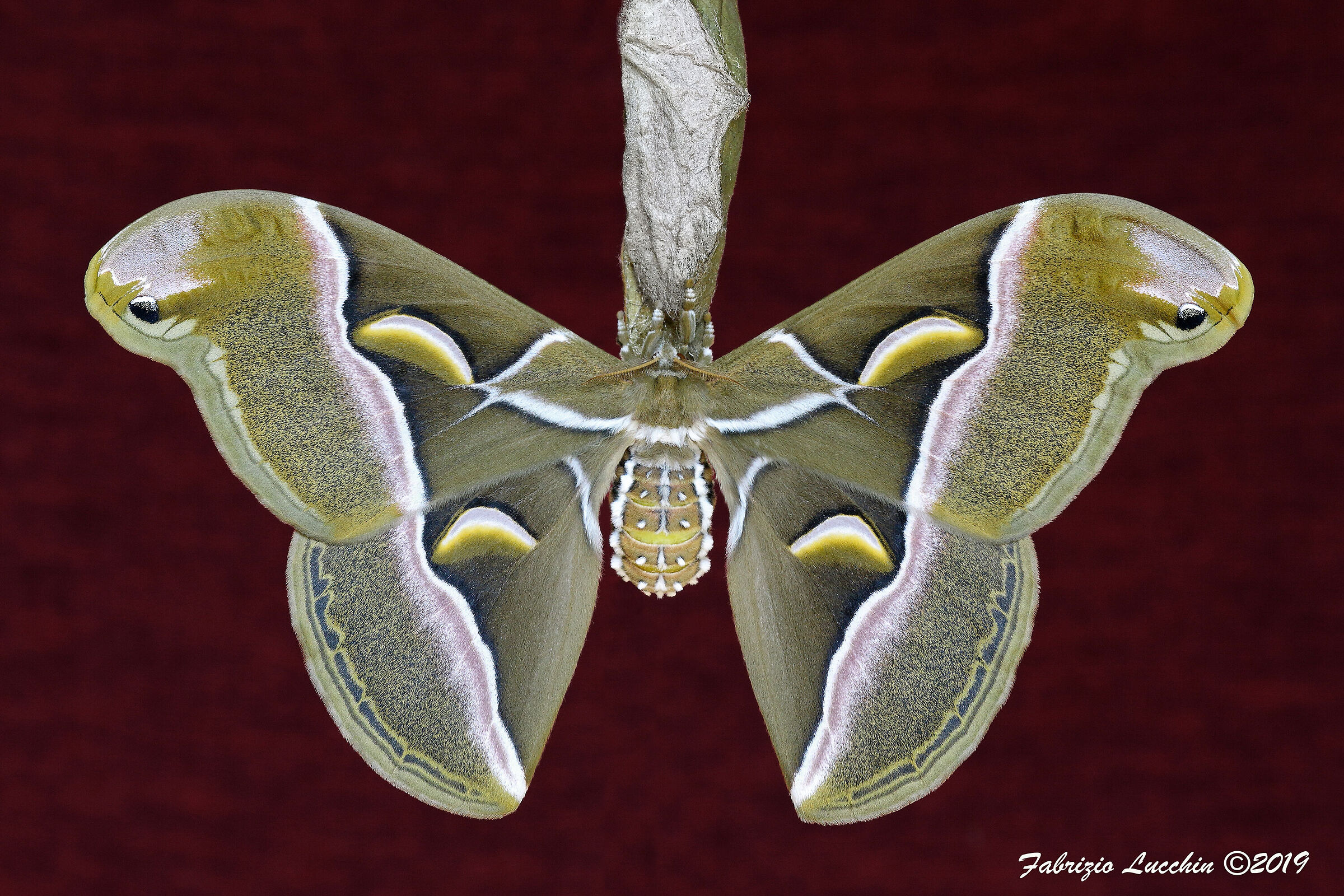 Samia cinthya (Esemplare femmina)