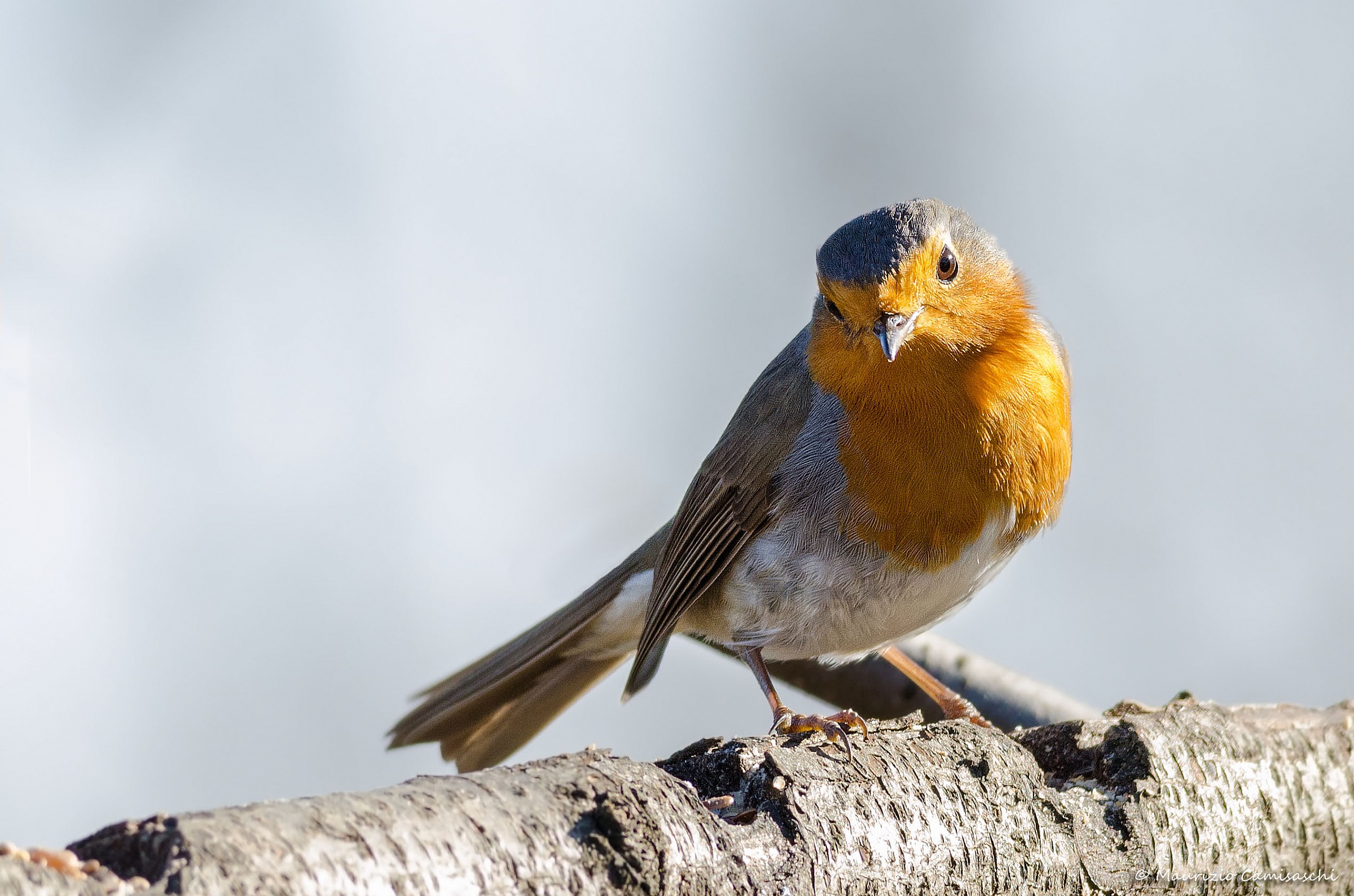 Erithacus rubecula