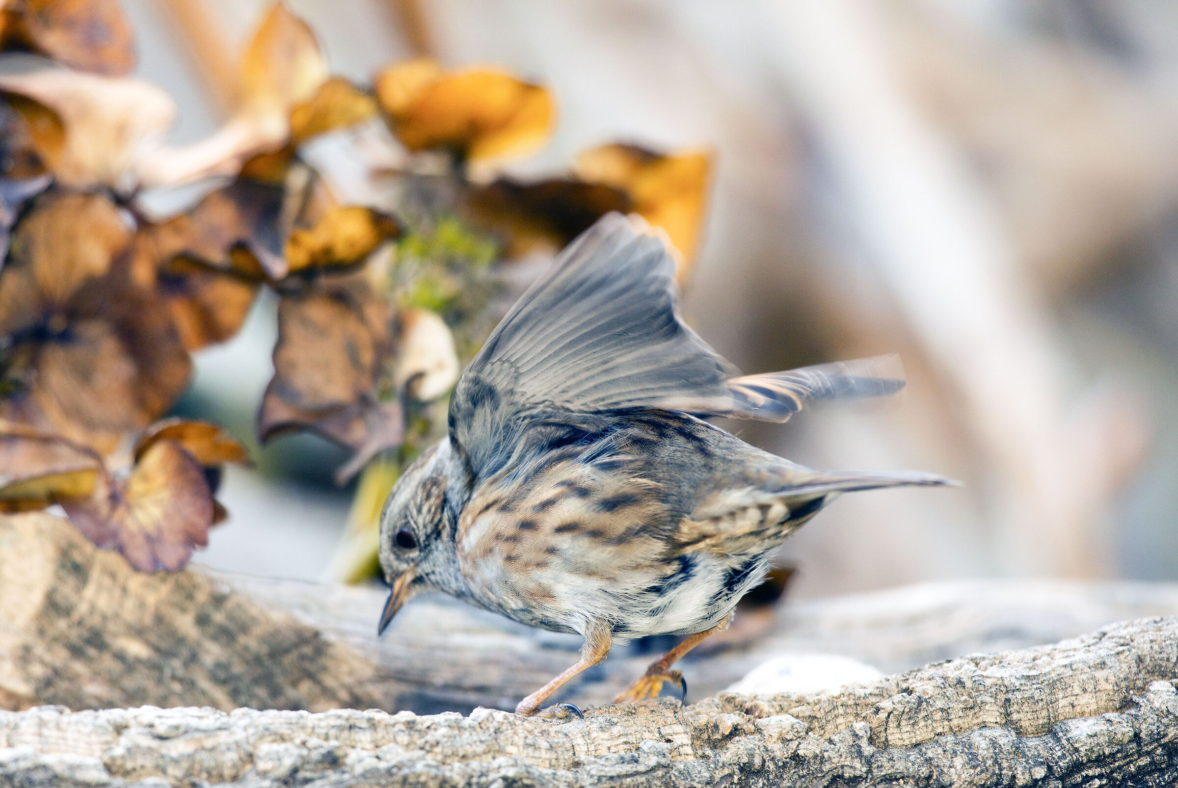 Dunnock