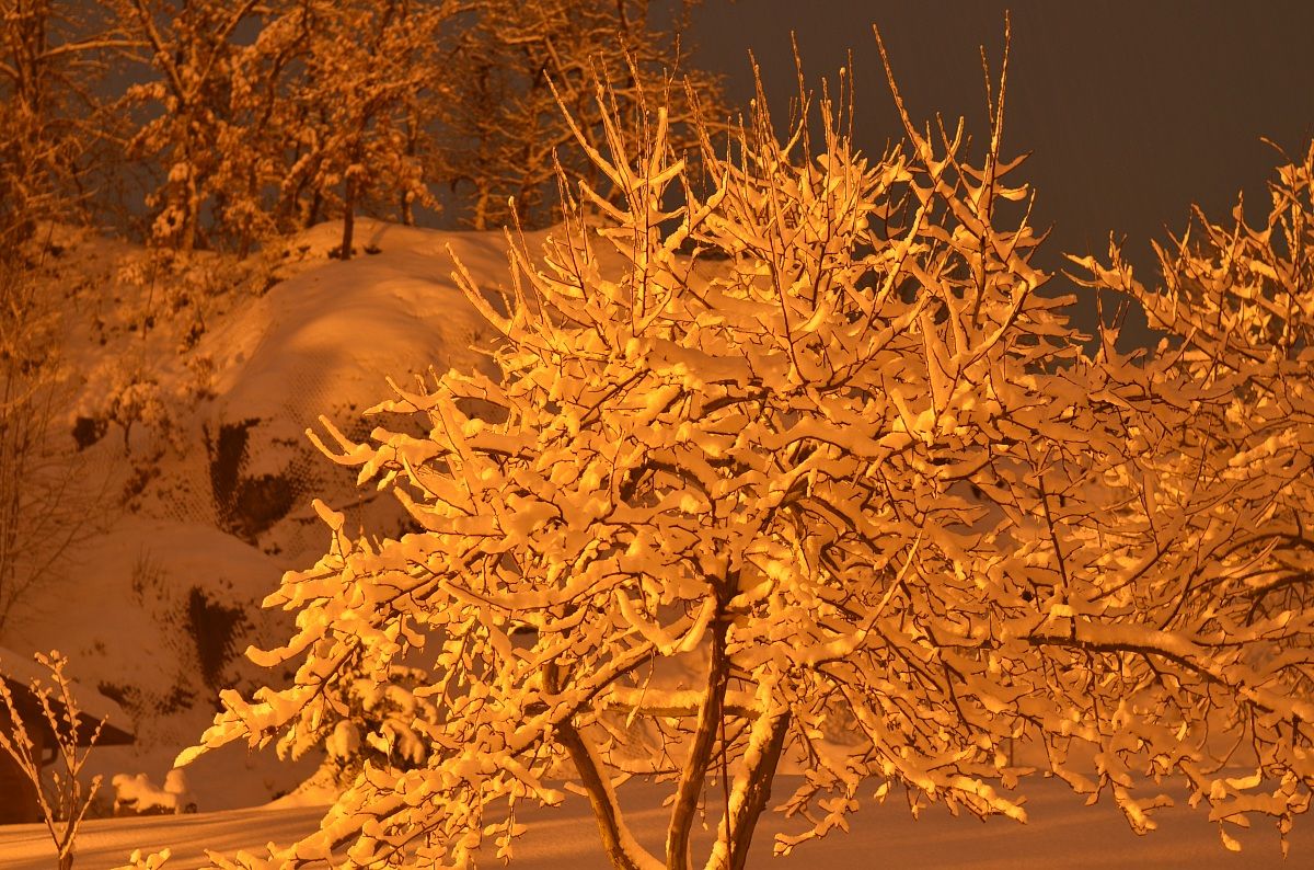 Snow-covered tree in the evening