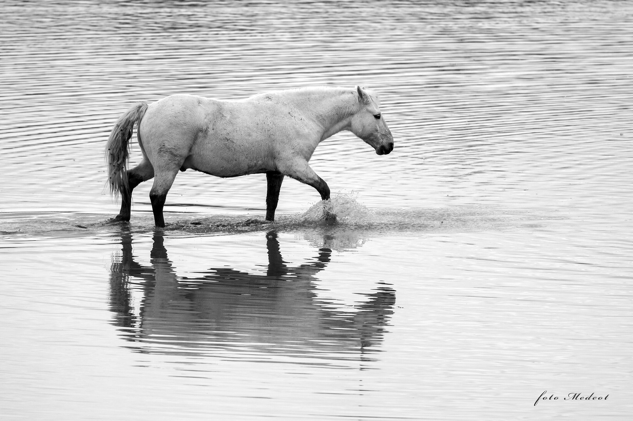 Cavallo in acqua
