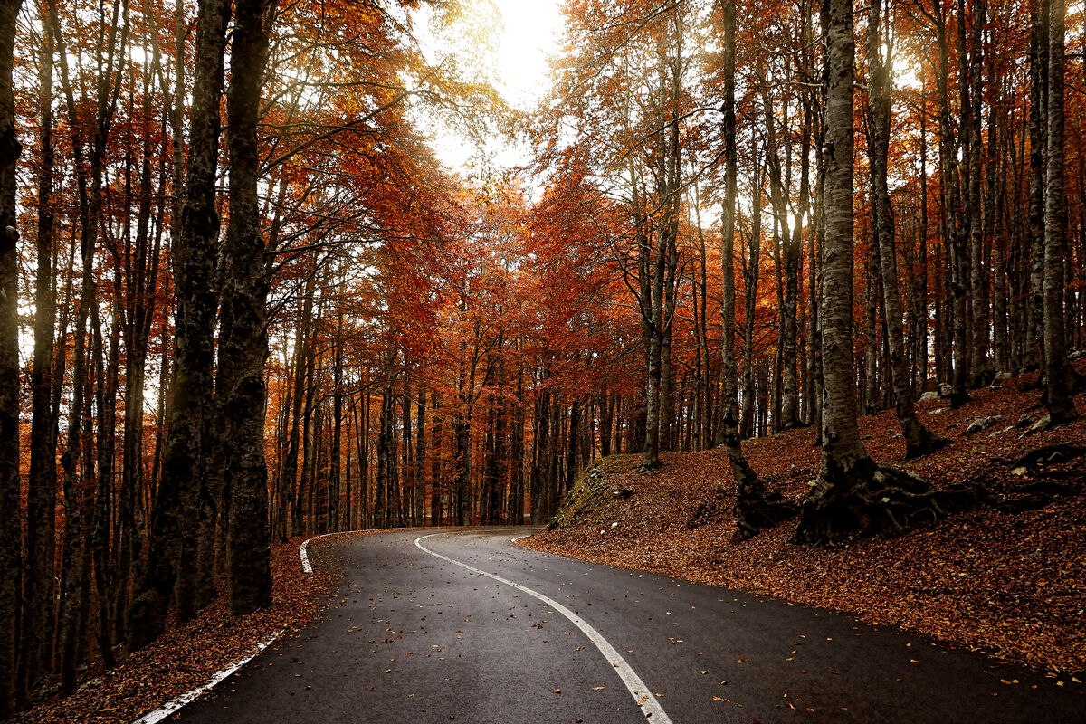 Maple Fork - 20211030