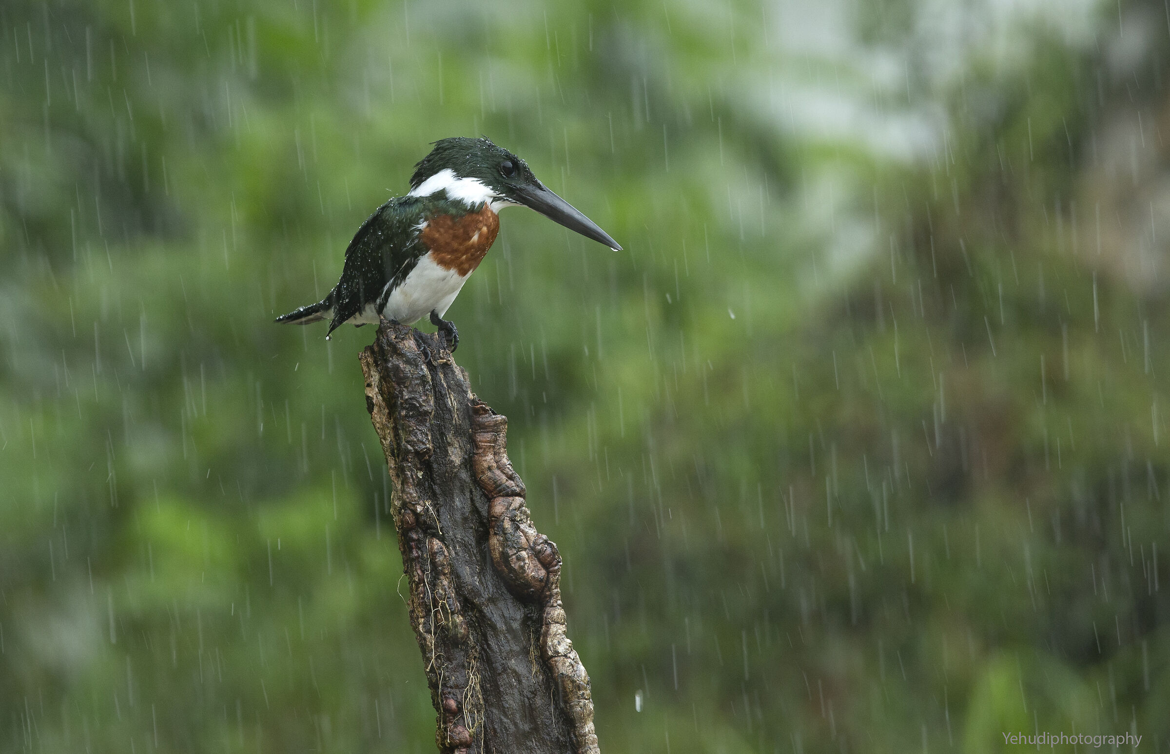 Martin pescatore amazzonico