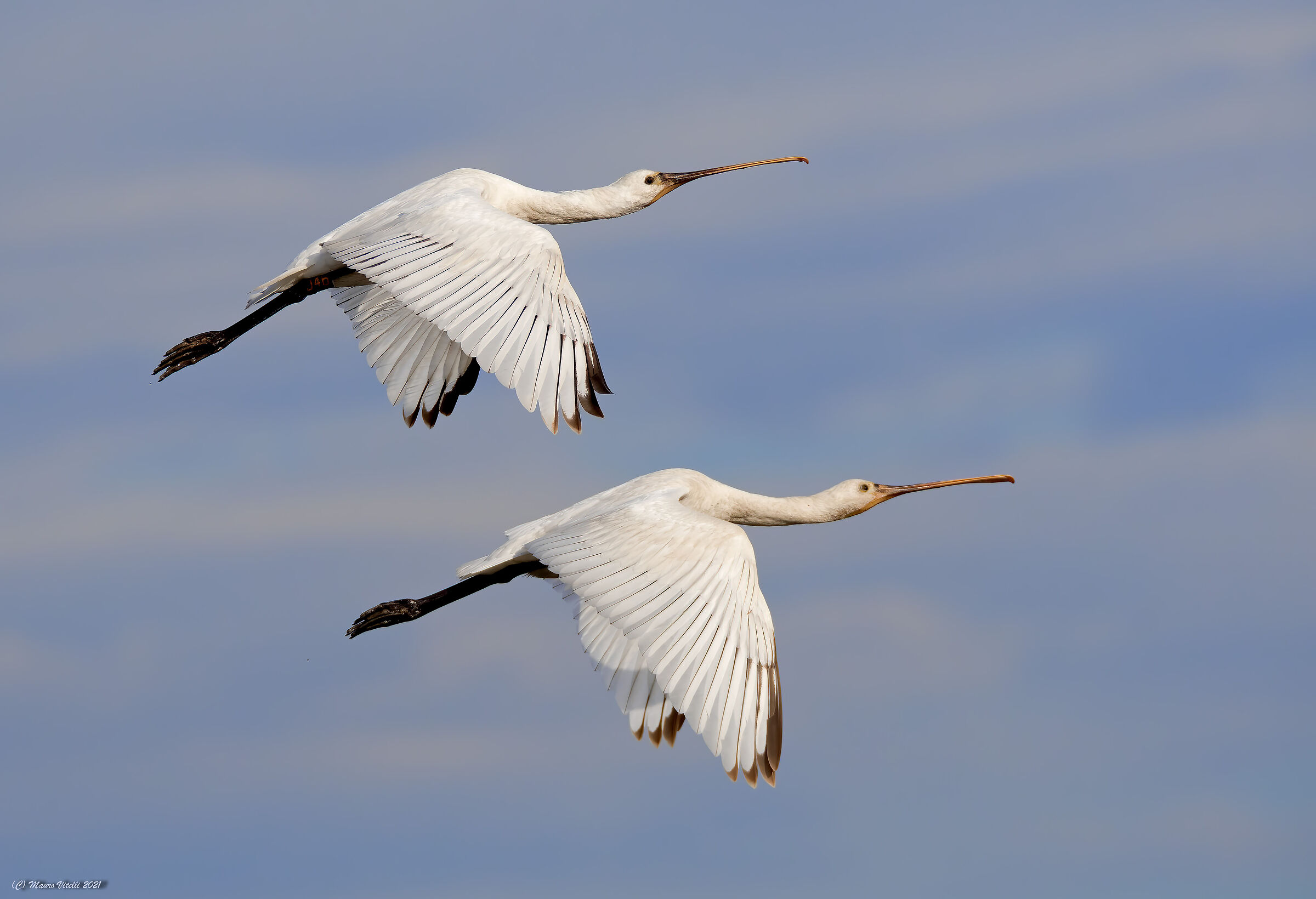 Spatula (Platalea leucorodia)