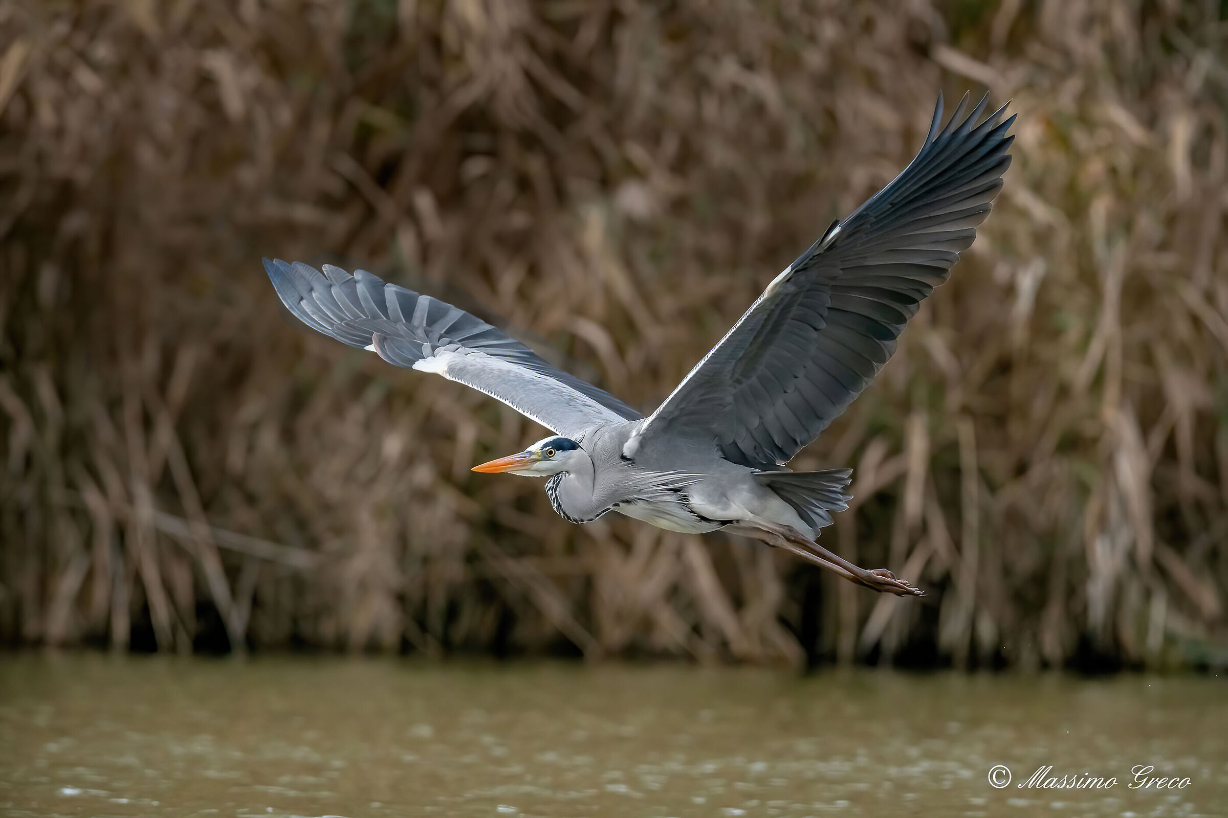 Grey heron