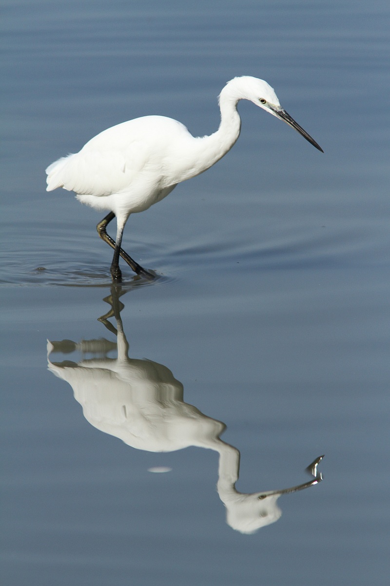 Egret