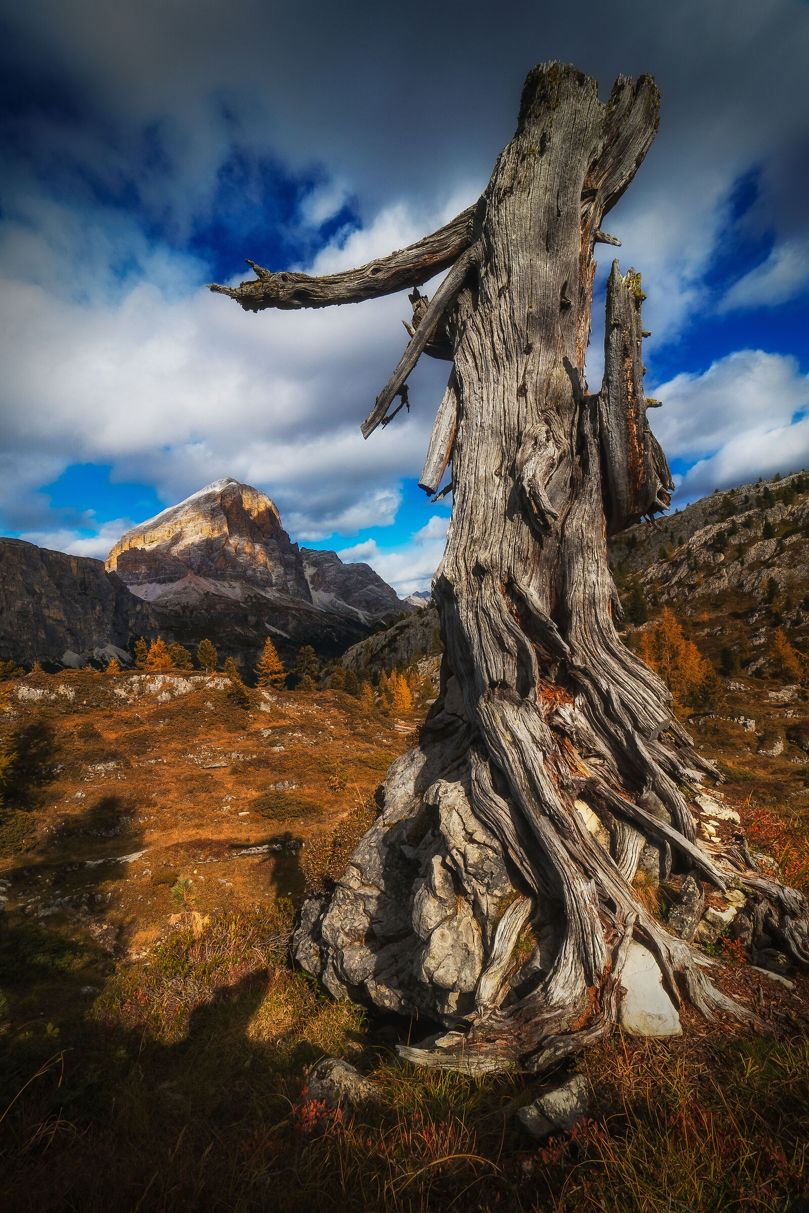 I would like to embrace the Tofana