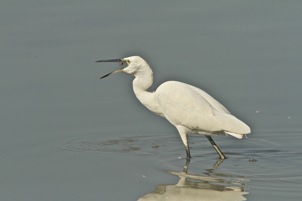 Egret