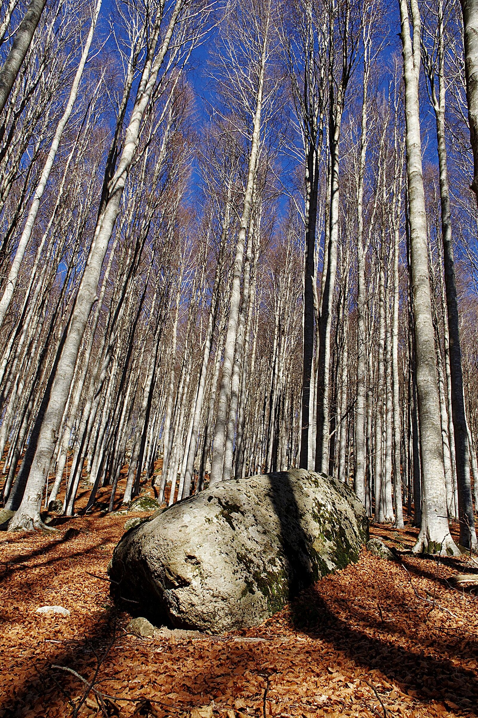 Amiata forest and rock