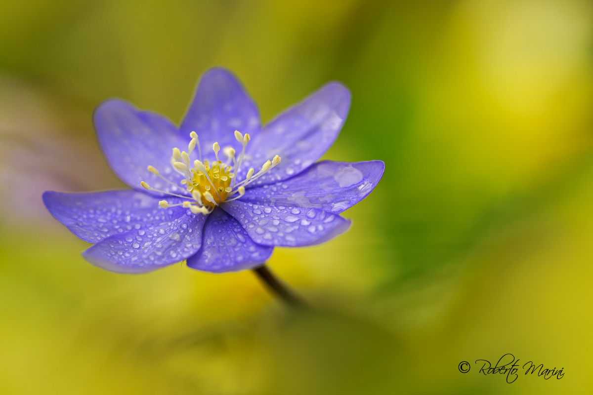 Come sei... Hepatica
