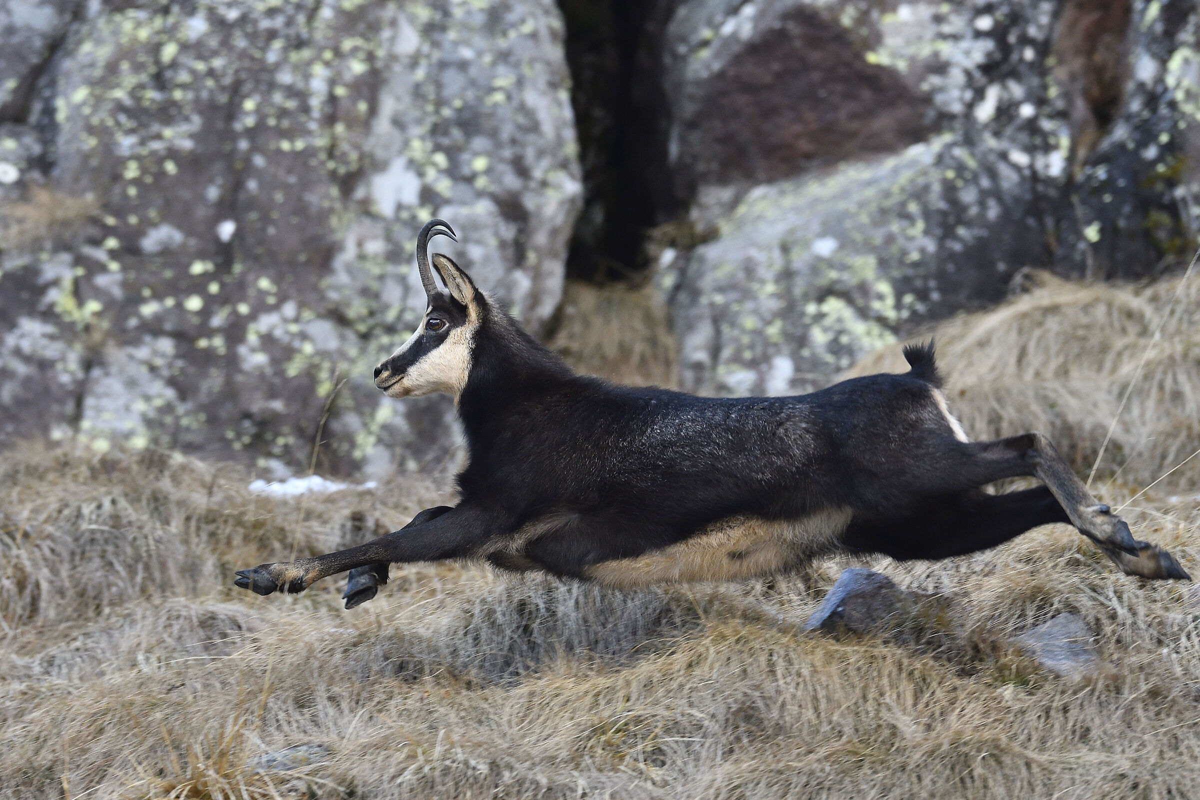 Il salto del camoscio