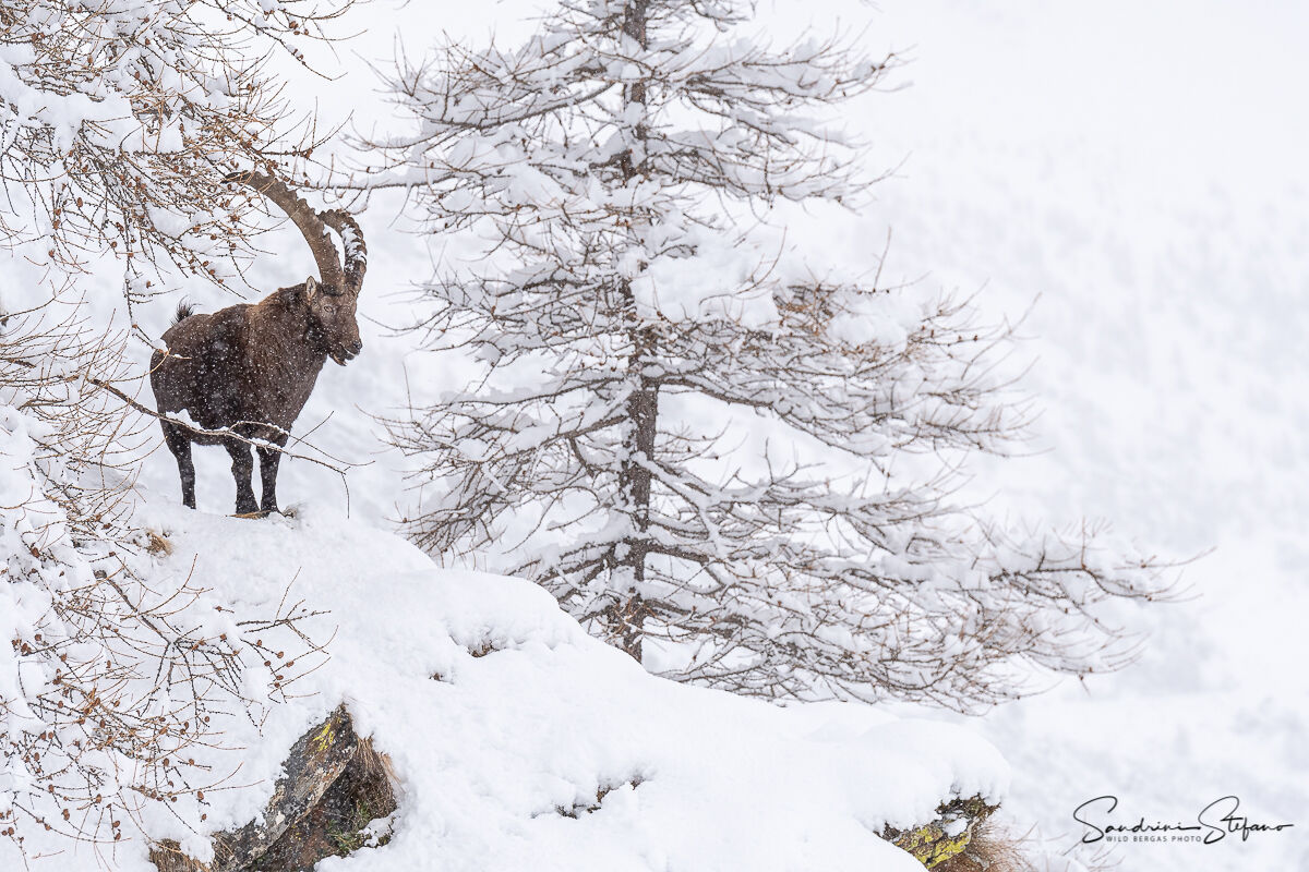 Stambecco innevato