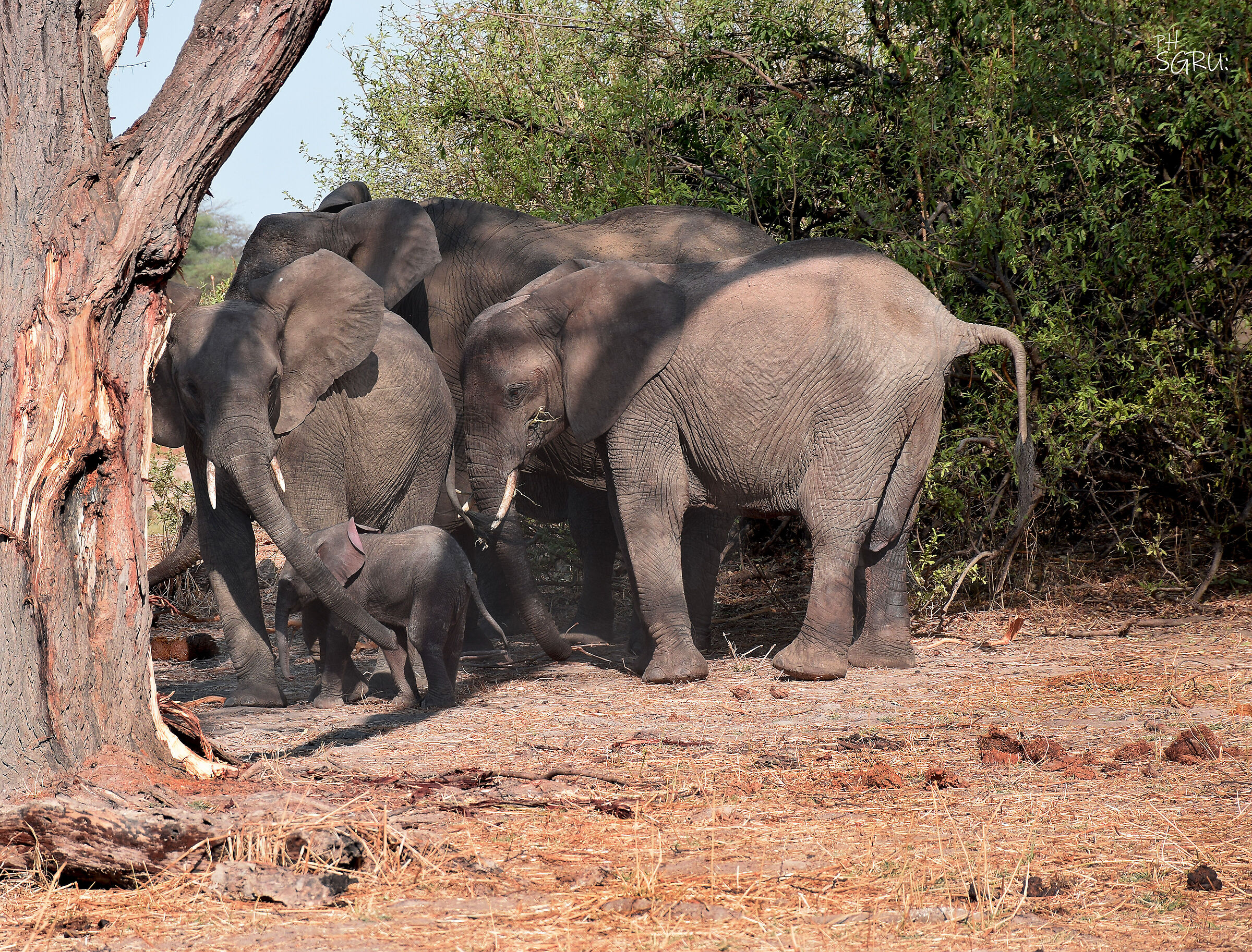 la privacy degli elefanti