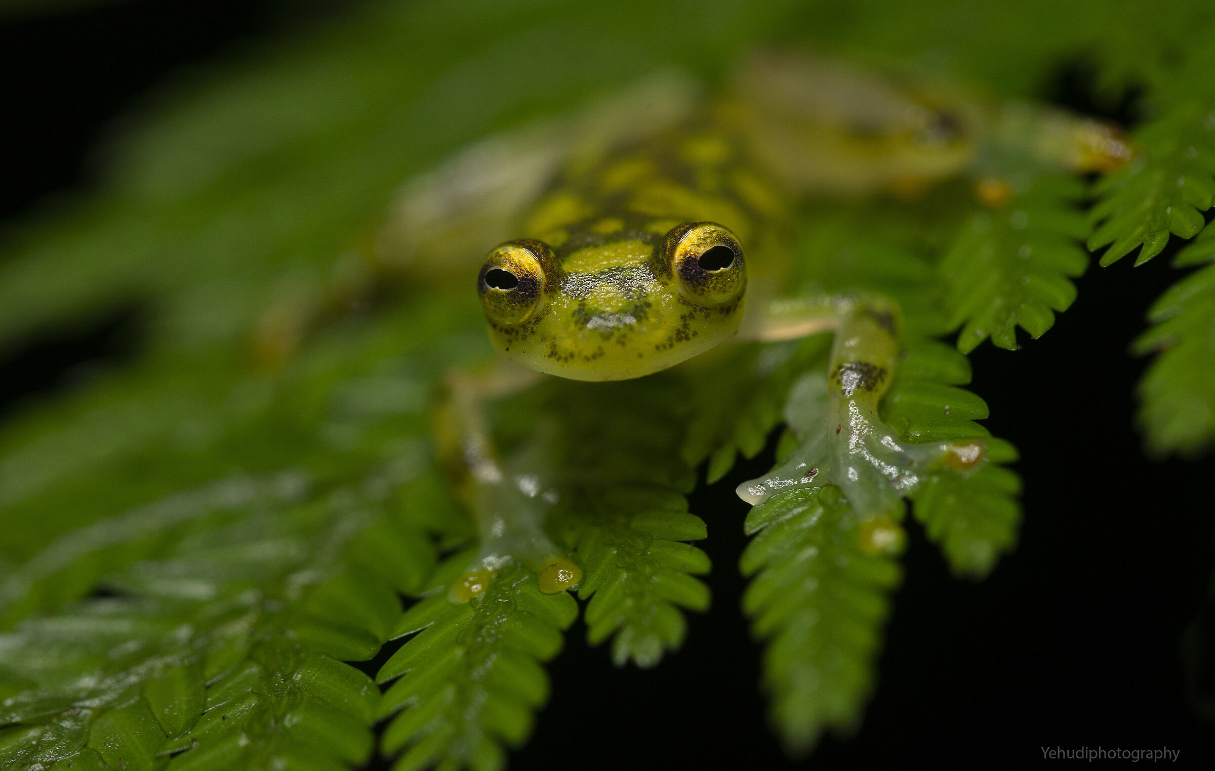Rana di vetro reticolata