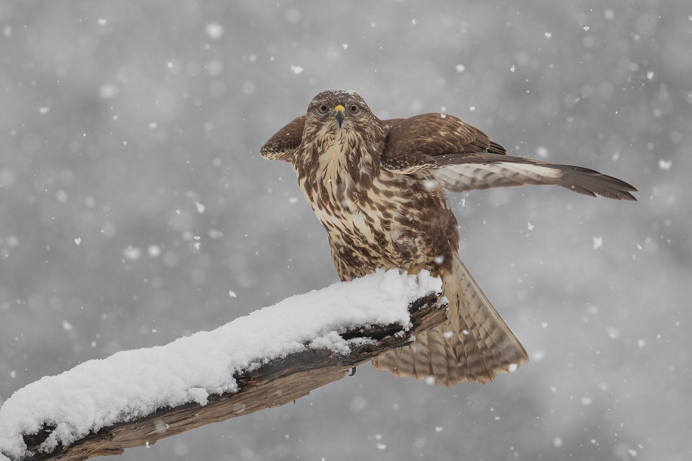 Hey! but it's snowing!