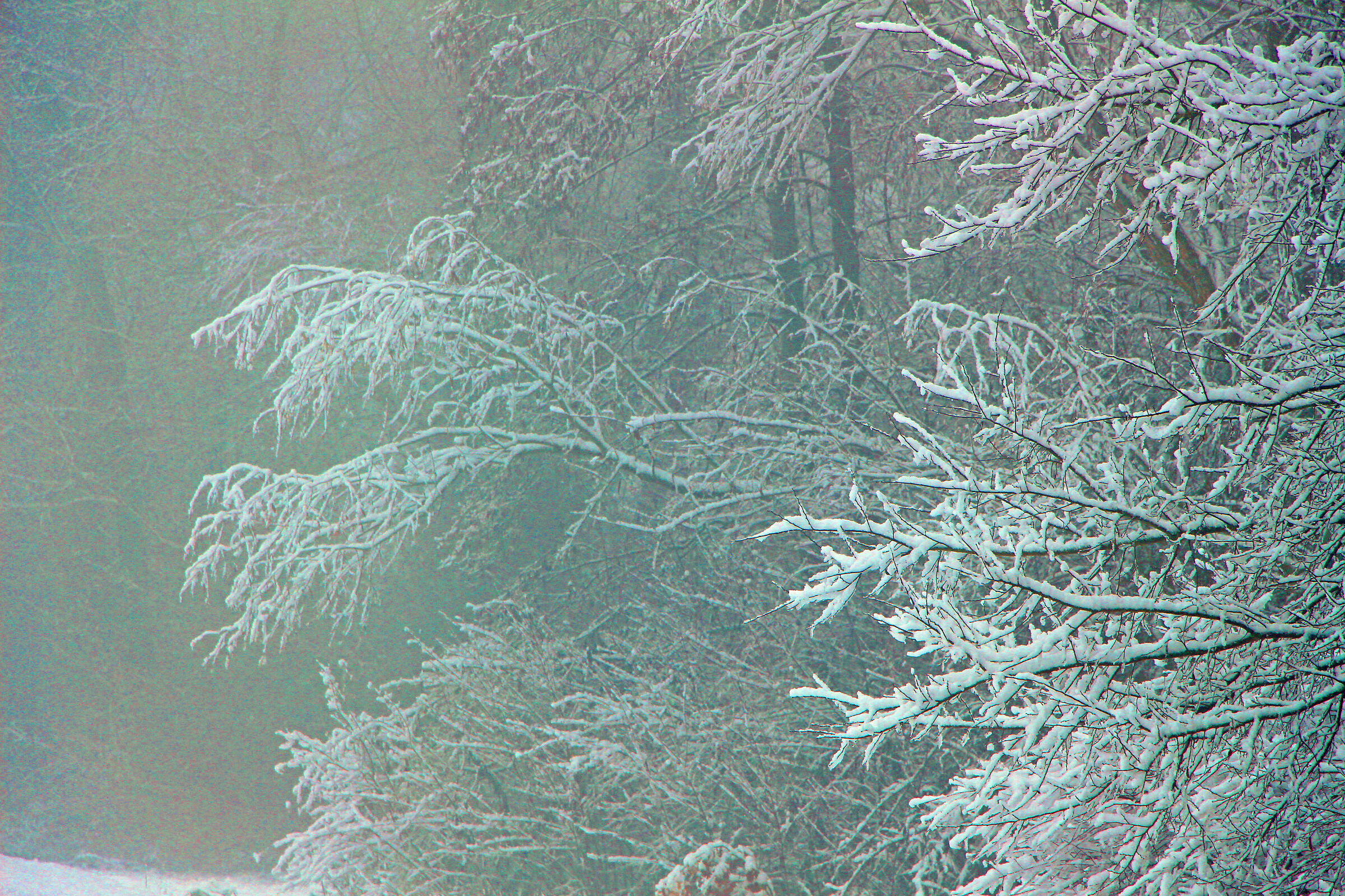 neve sui rami