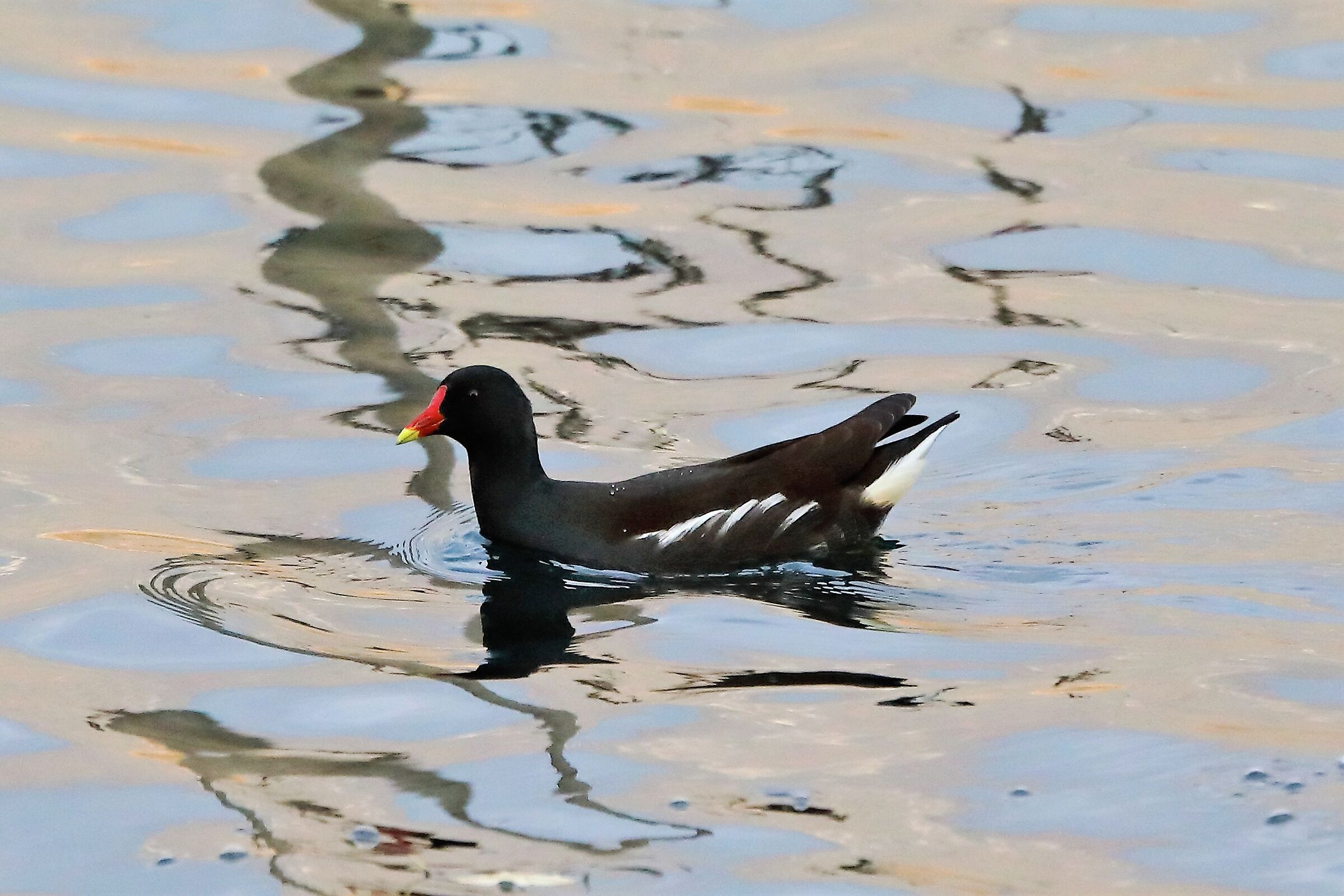 moorhen
