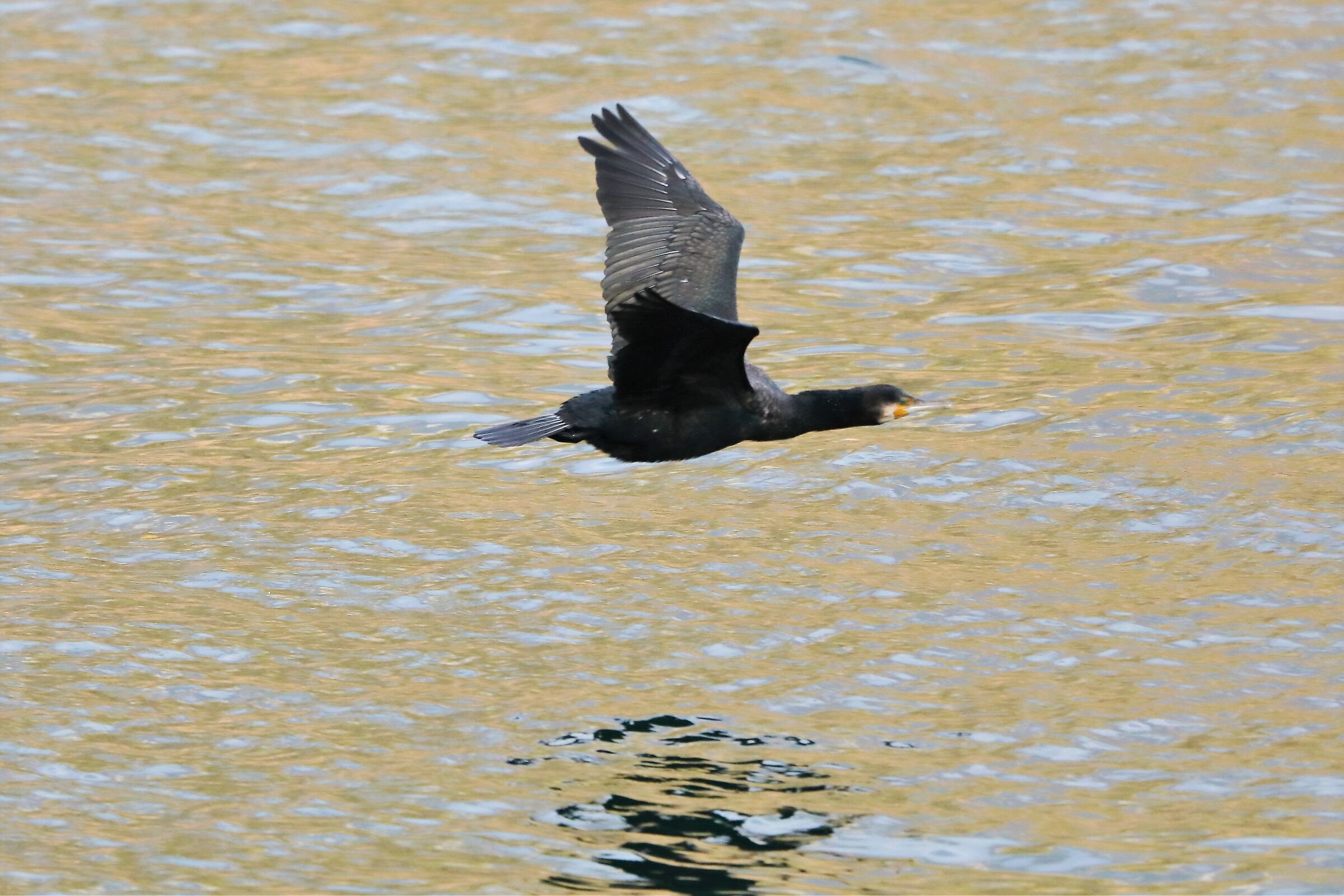 cormorant