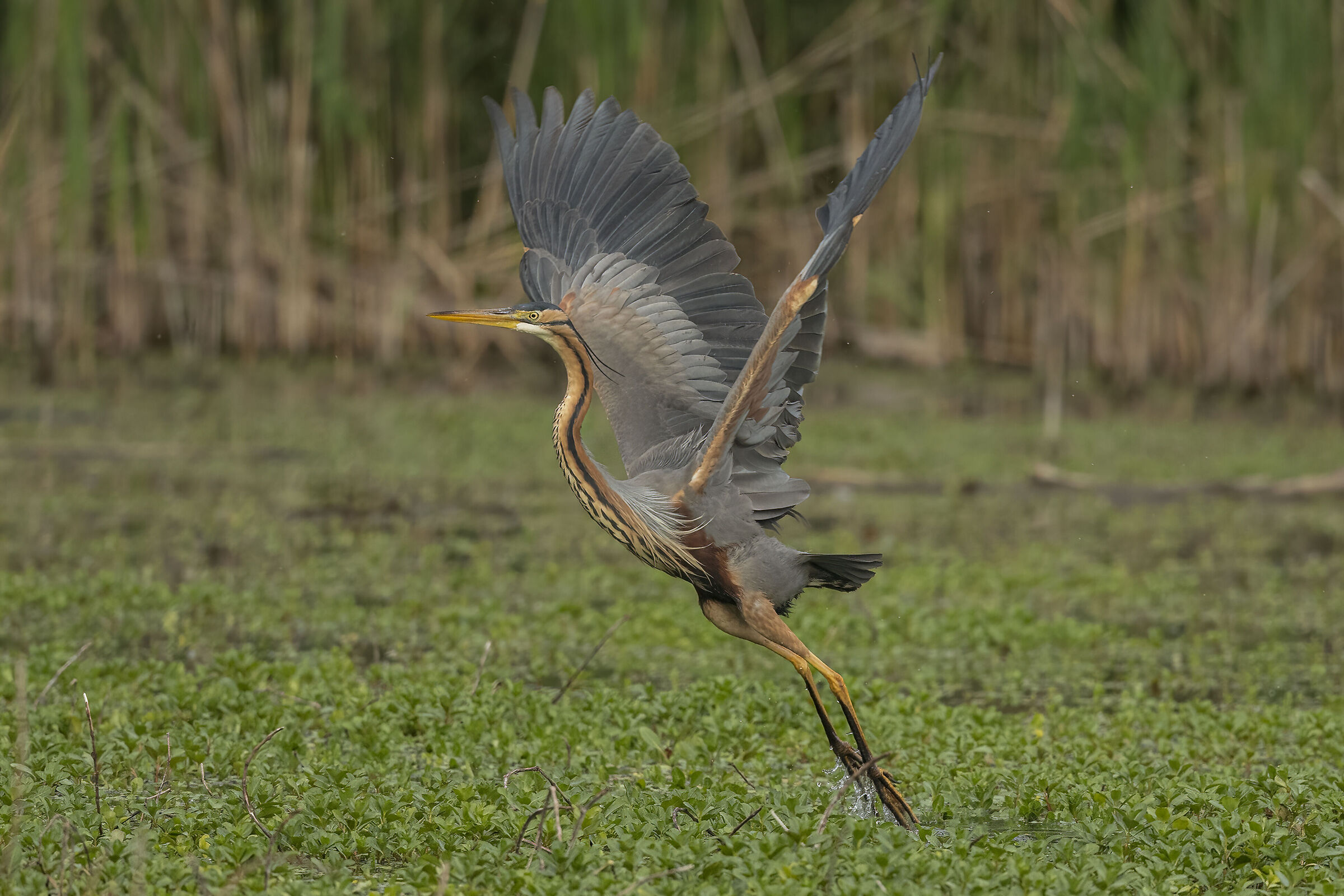 red heron at sunset