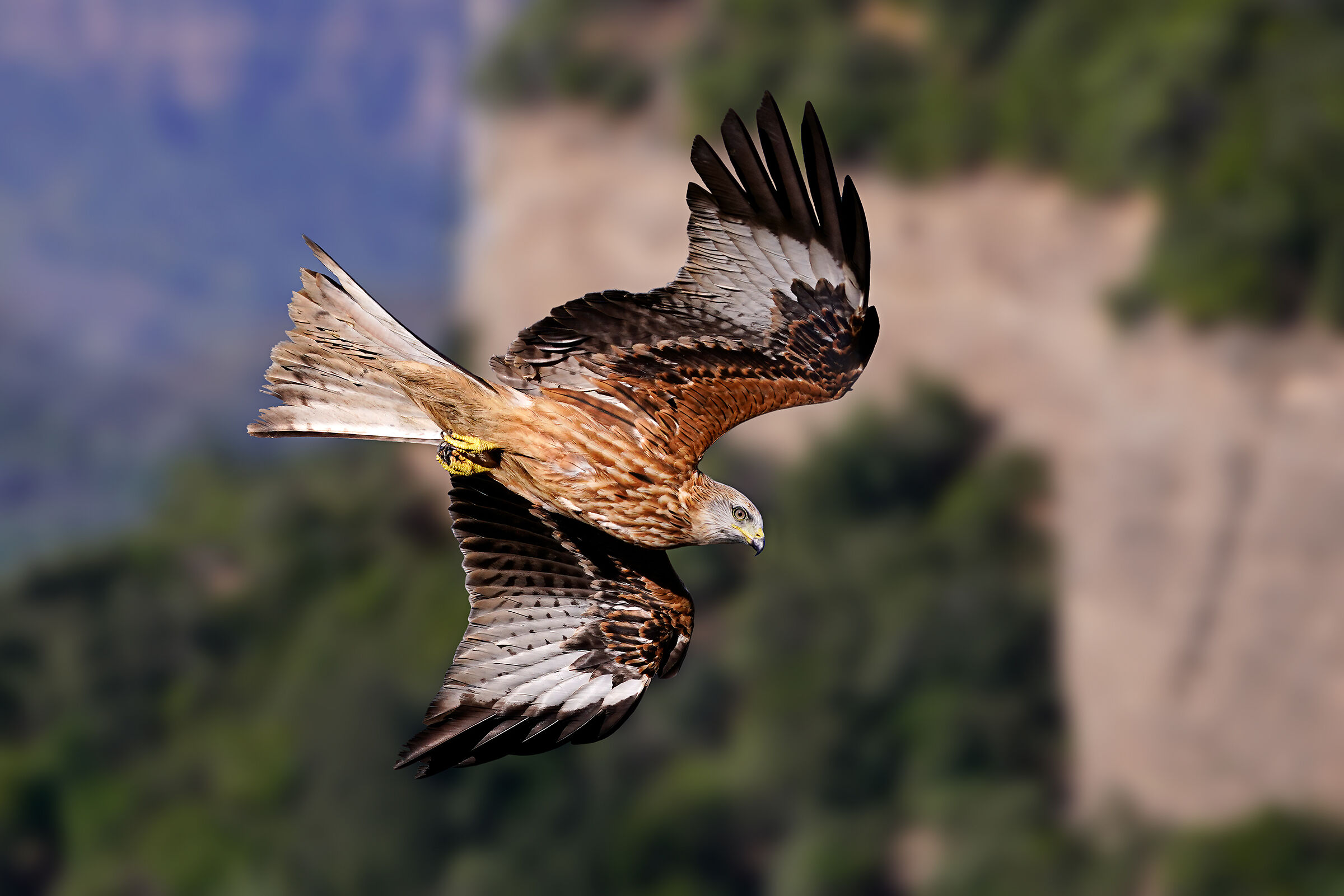 Dove vola il falco - Nibbio reale