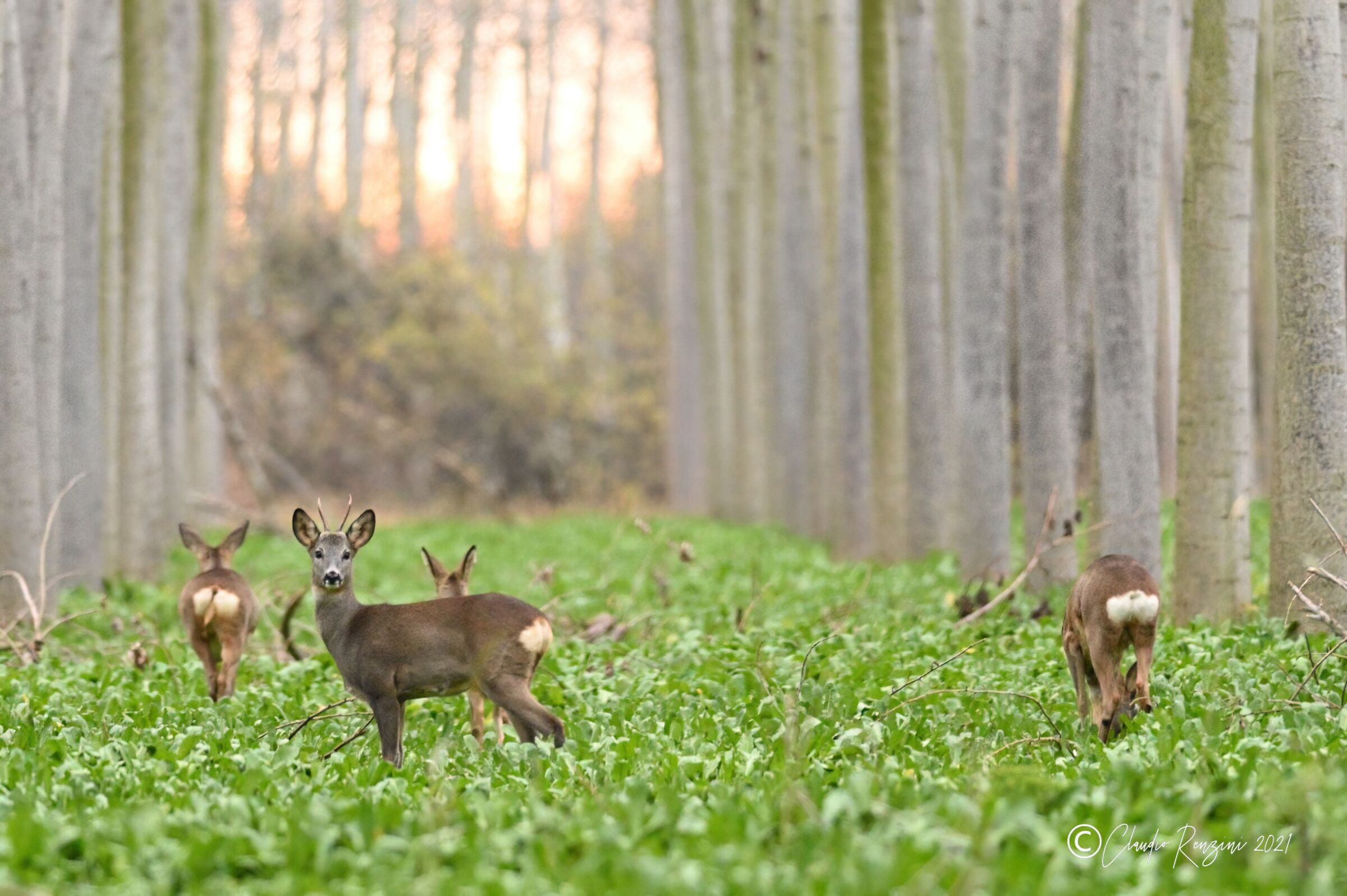 young roe deer