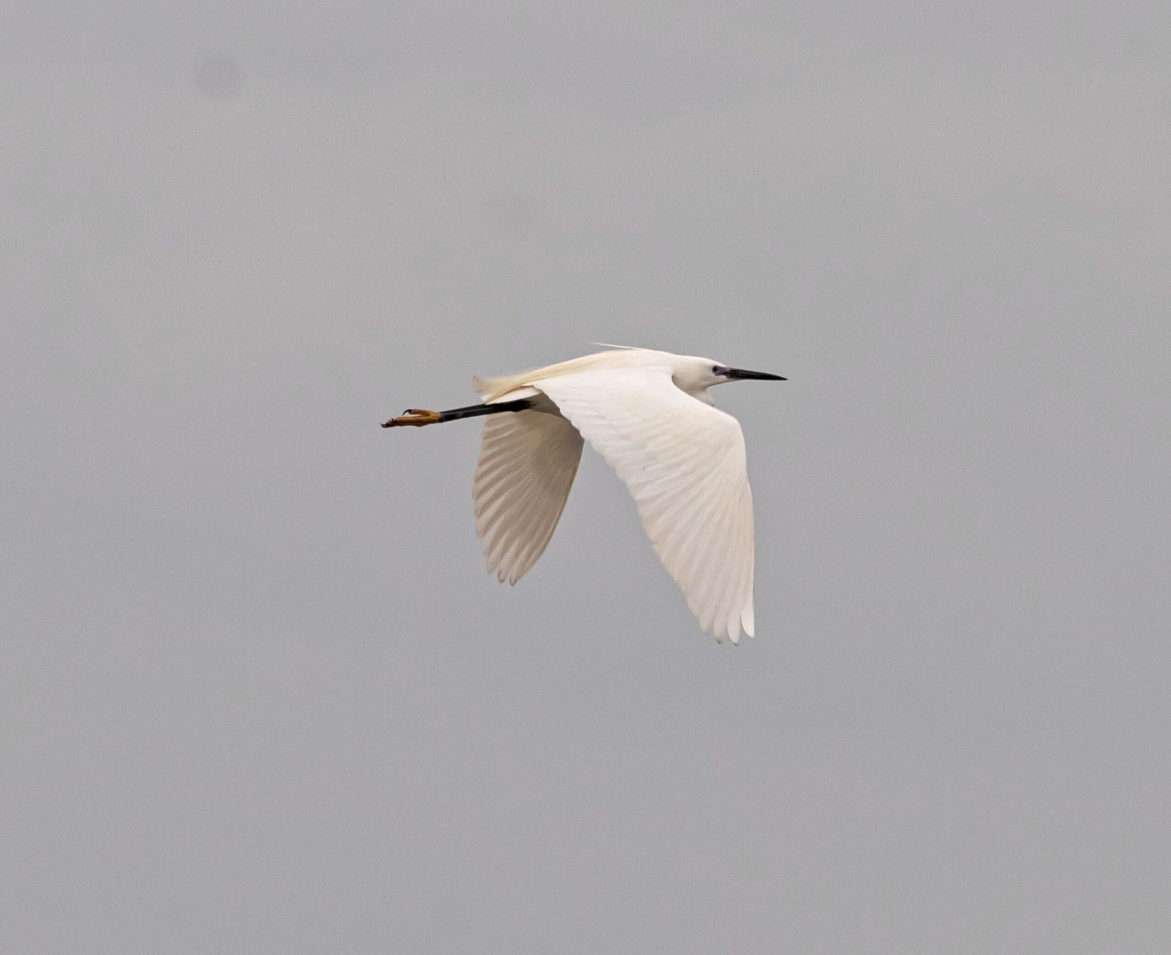 garzetta mentre vola nei campi di risaie 30/04/2021