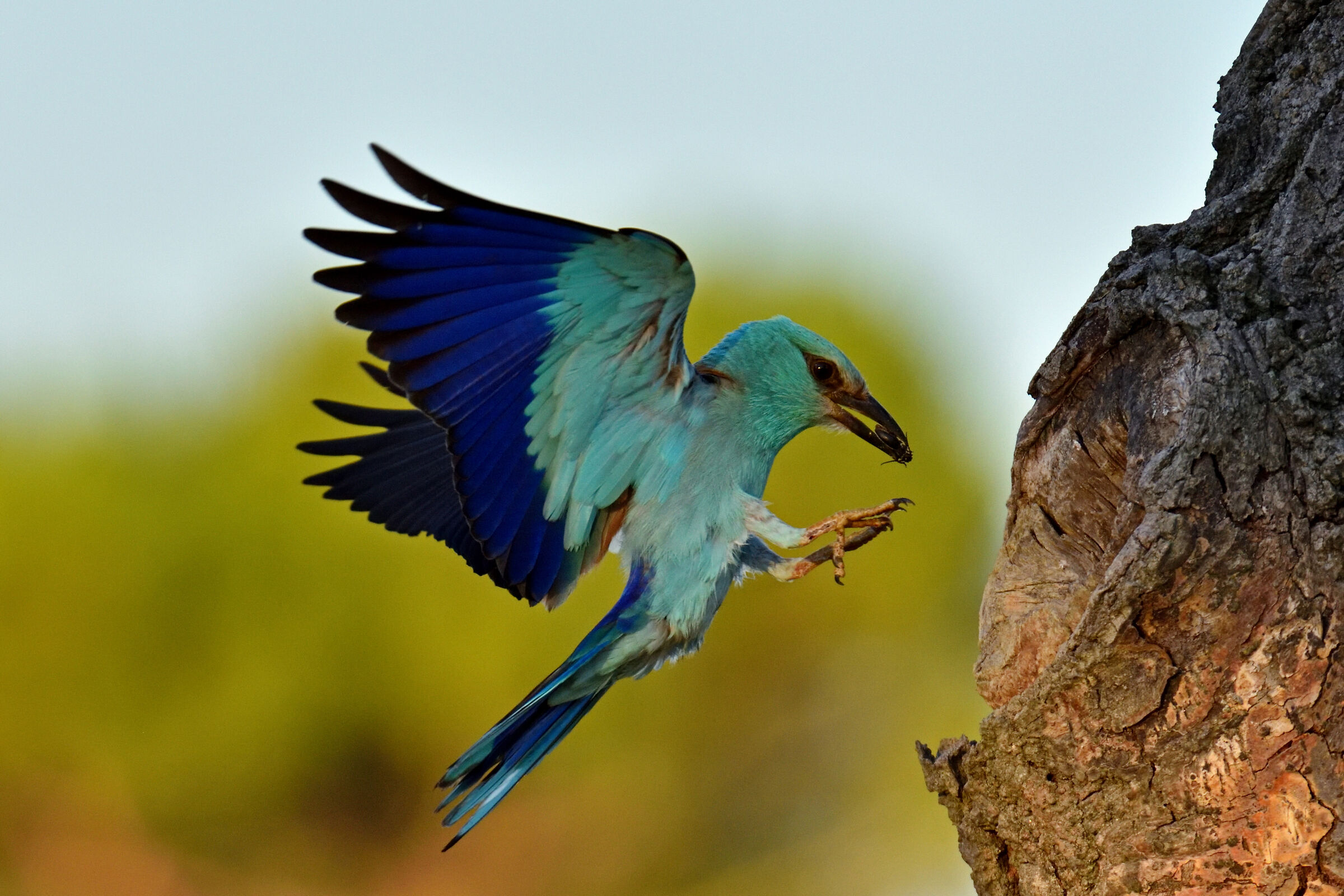 Sea Jay