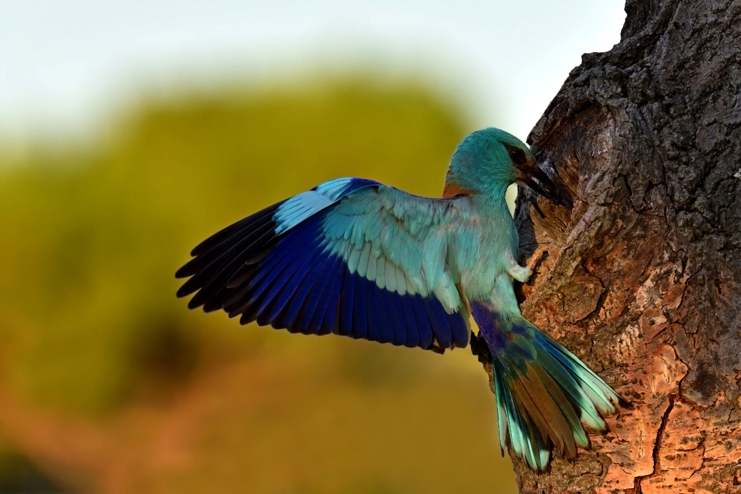Sea jay arriving at the nest with prey