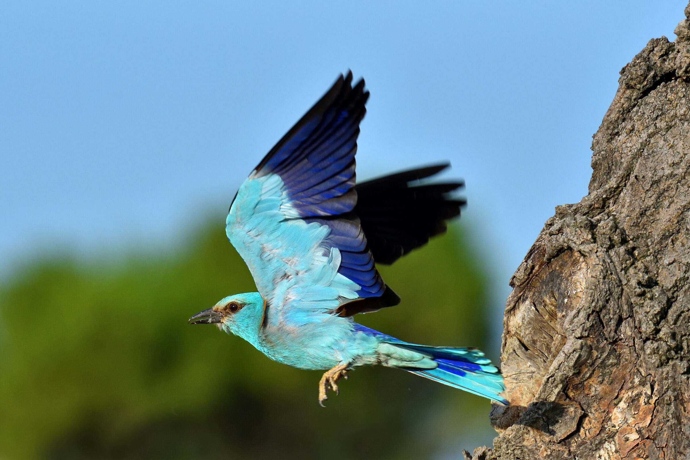 Sea jay leaving the nest