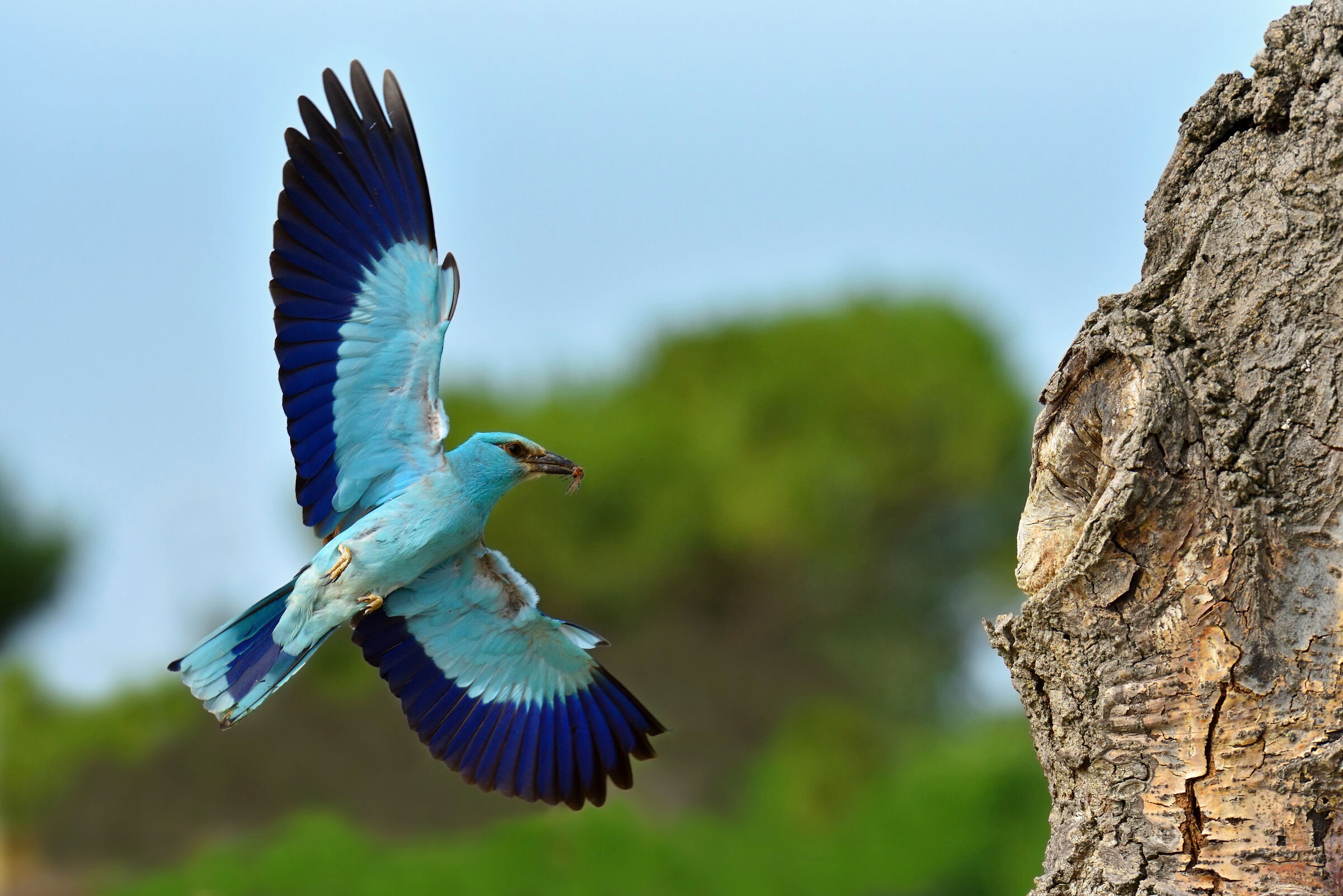 Sea jay arriving at the nest with prey