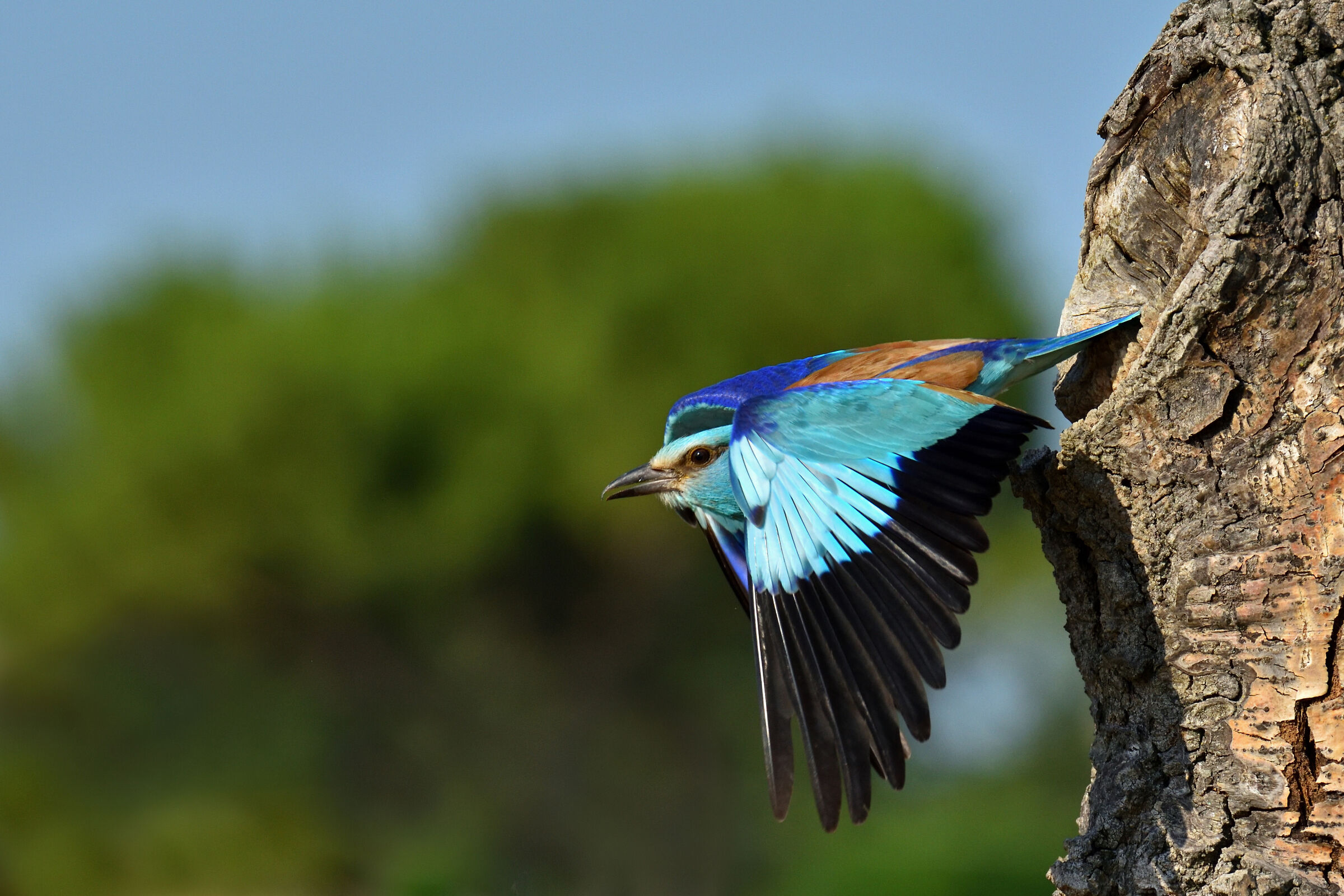 Sea Jay