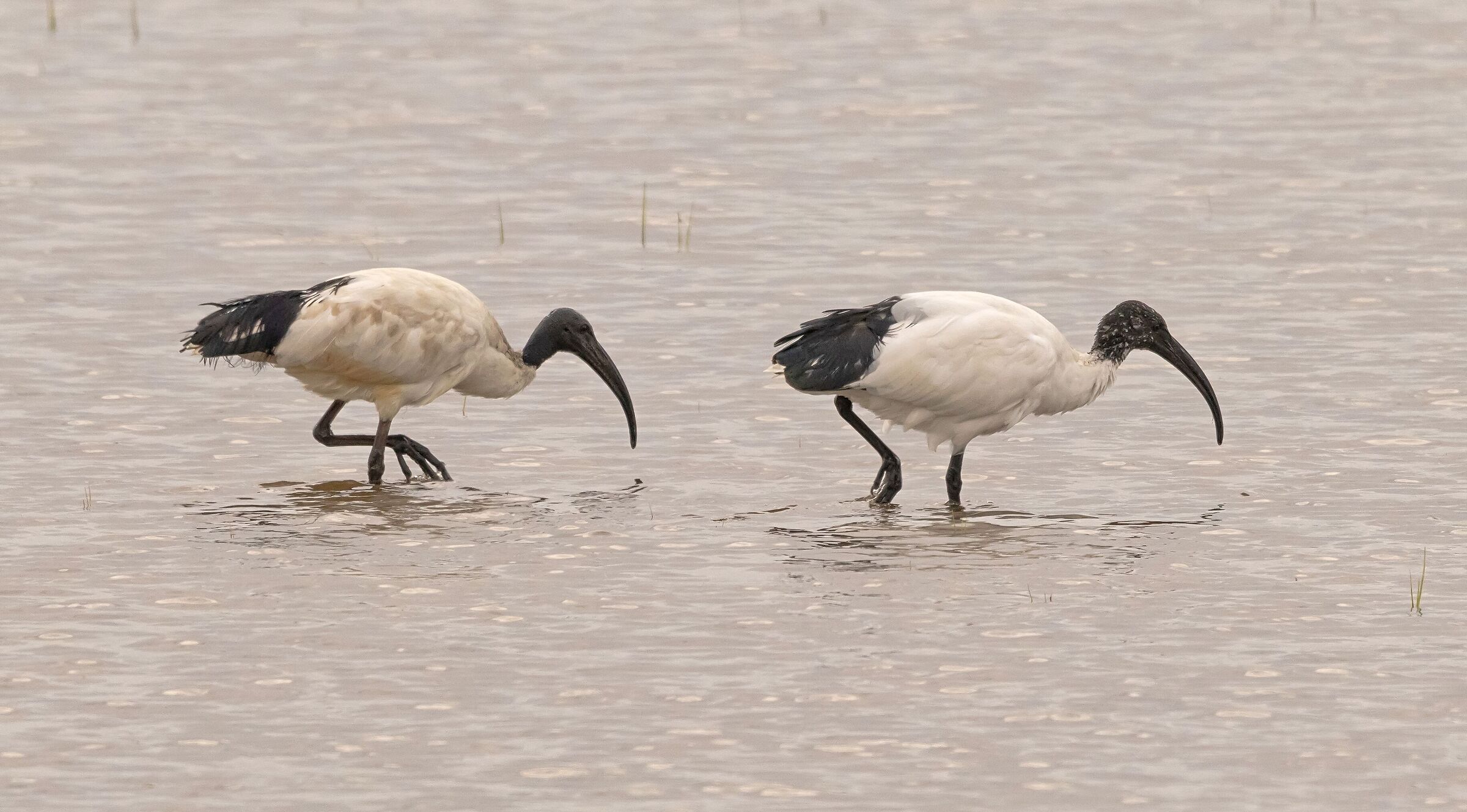 2 Ibis Sacri mentre in un campo di risaie 30/04/2021