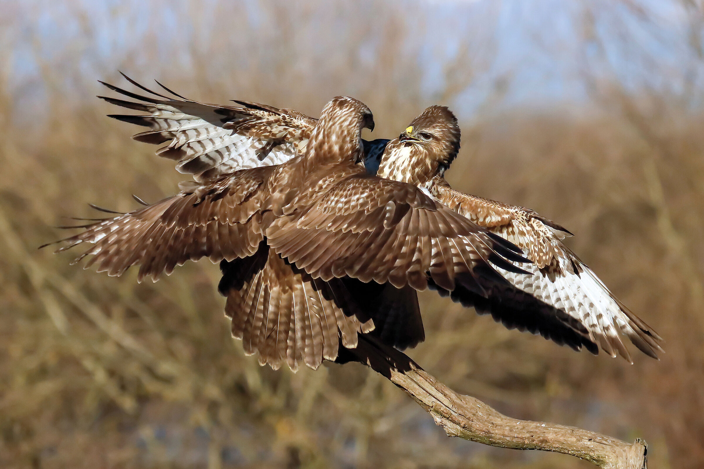Buzzards