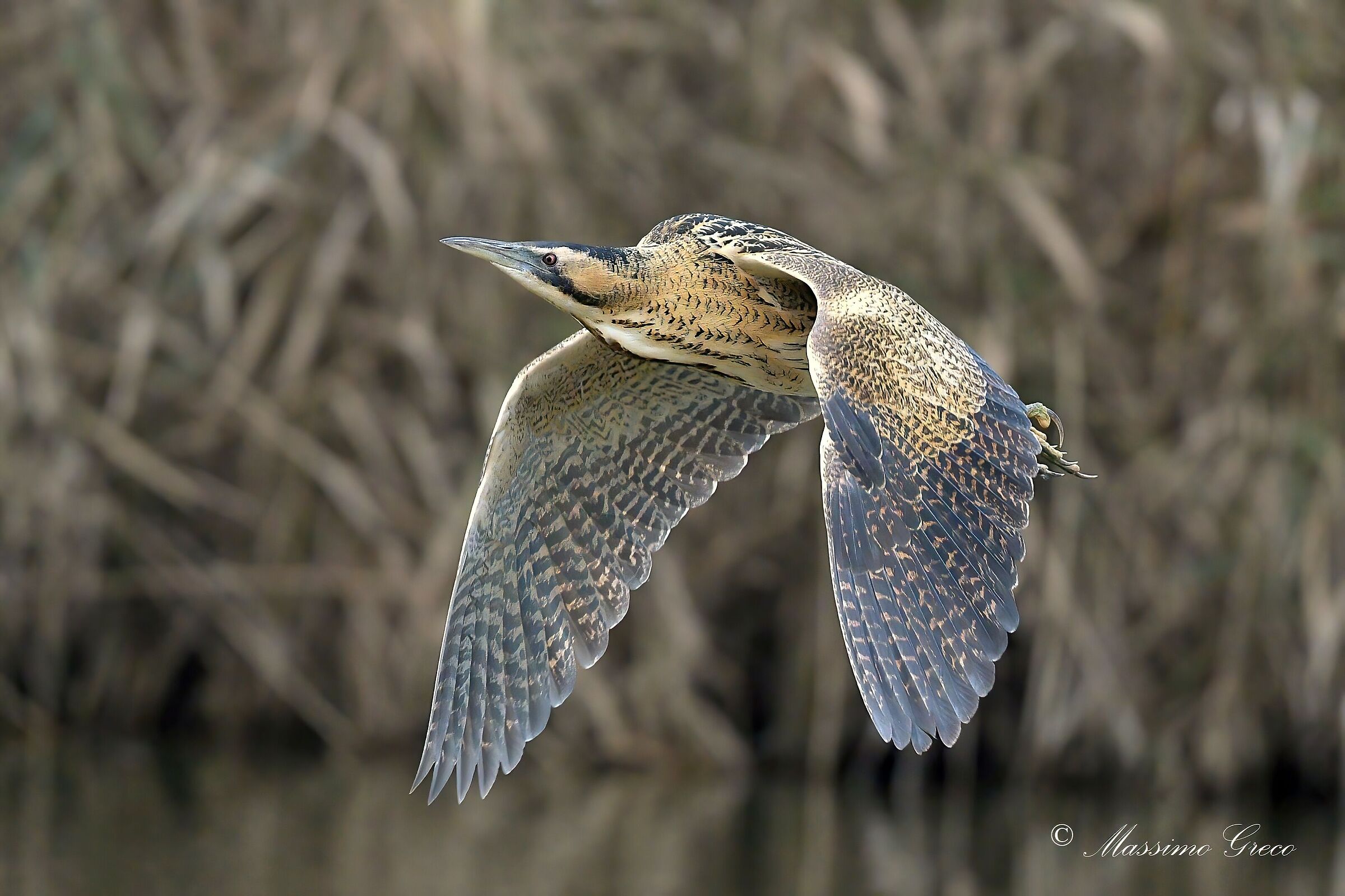 Bittern (Botaurus stellaris)