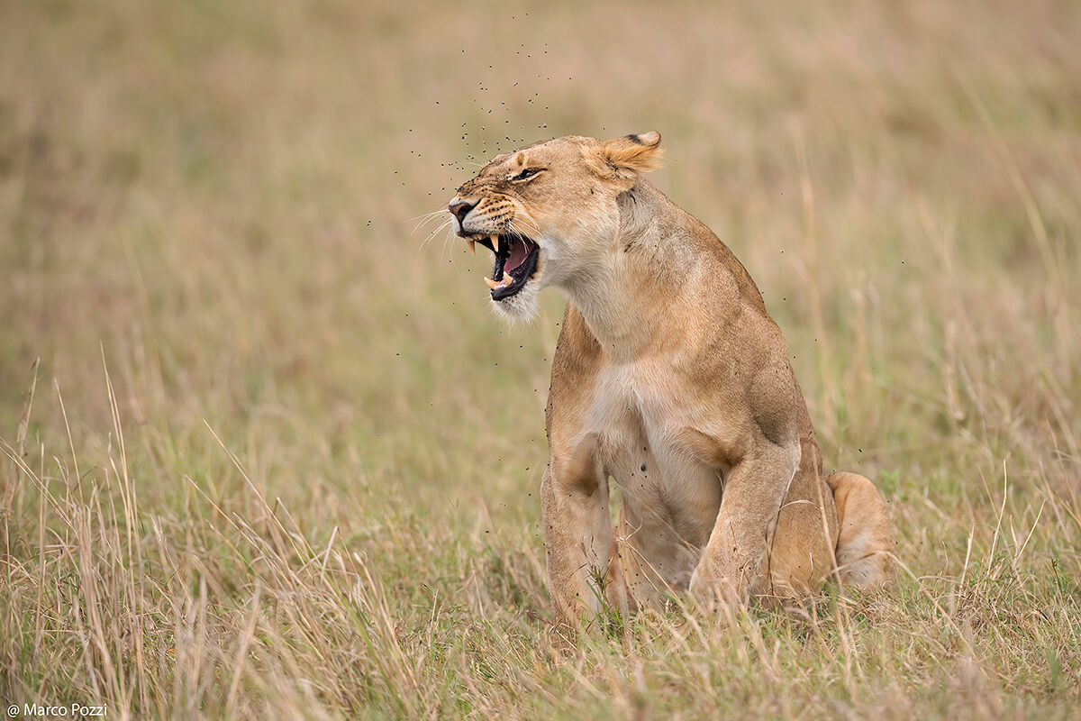 The Lady of the Flies