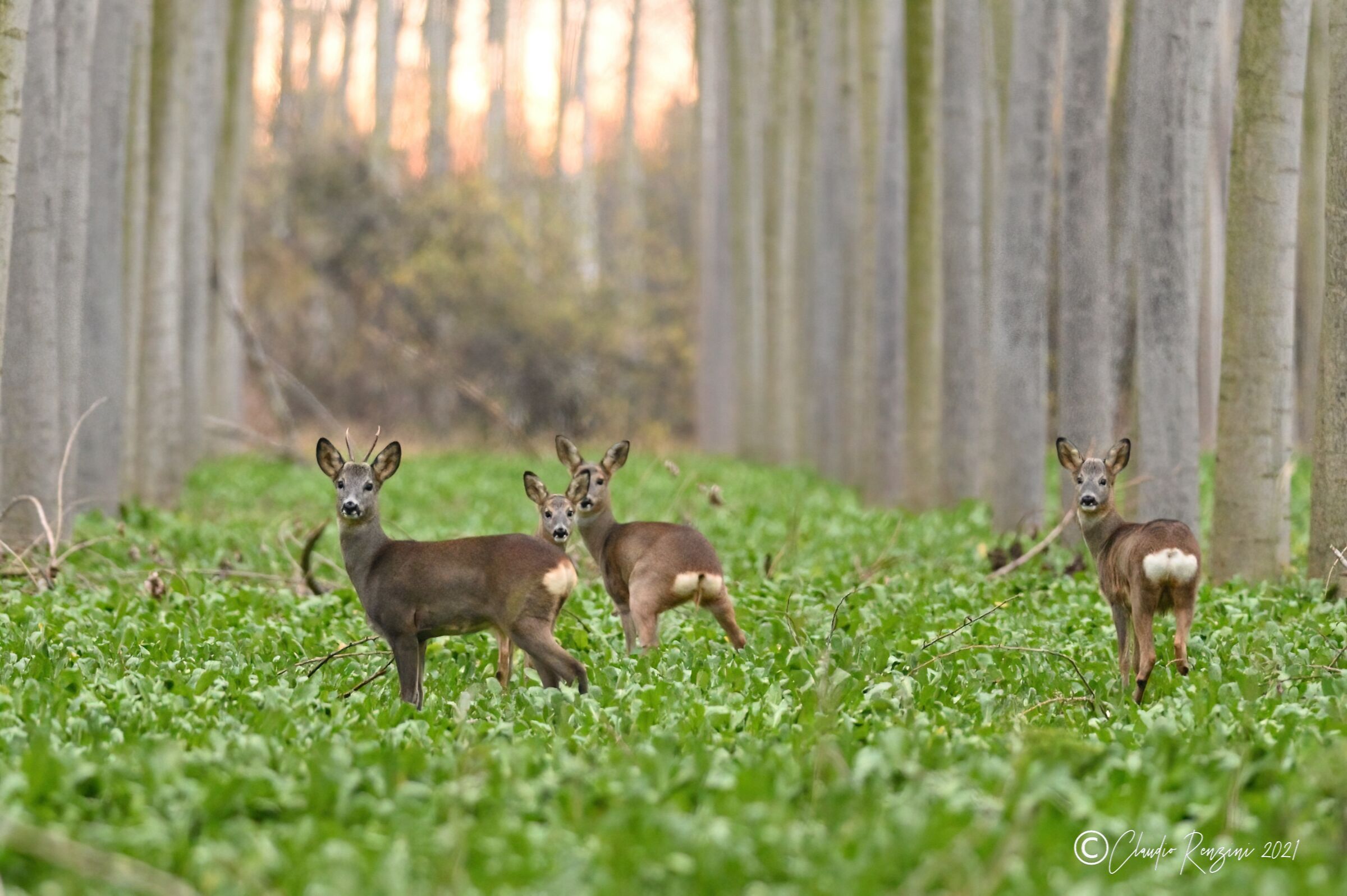 Group of young roe deer