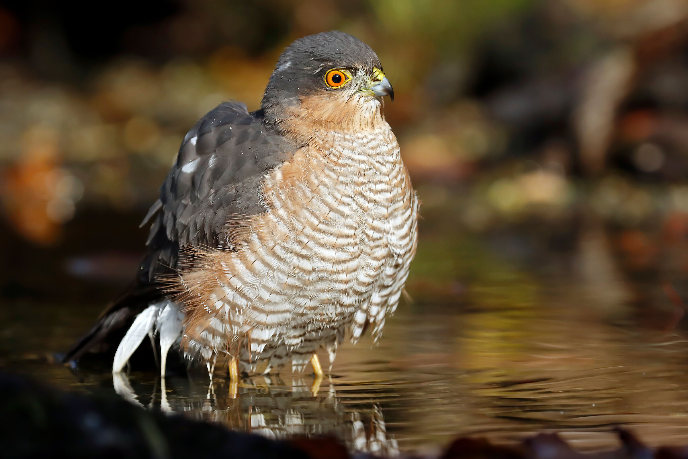 Sparrowhawk (M)