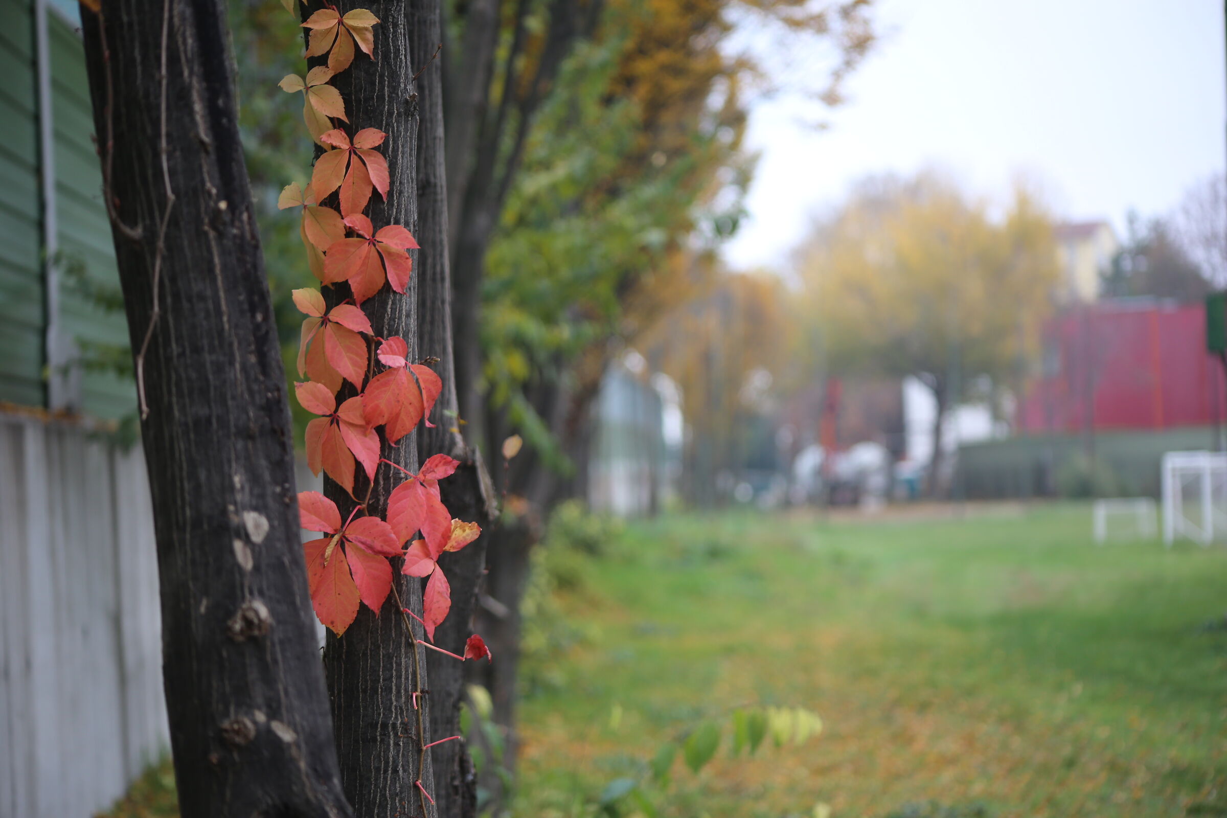 Autumn in Aldini