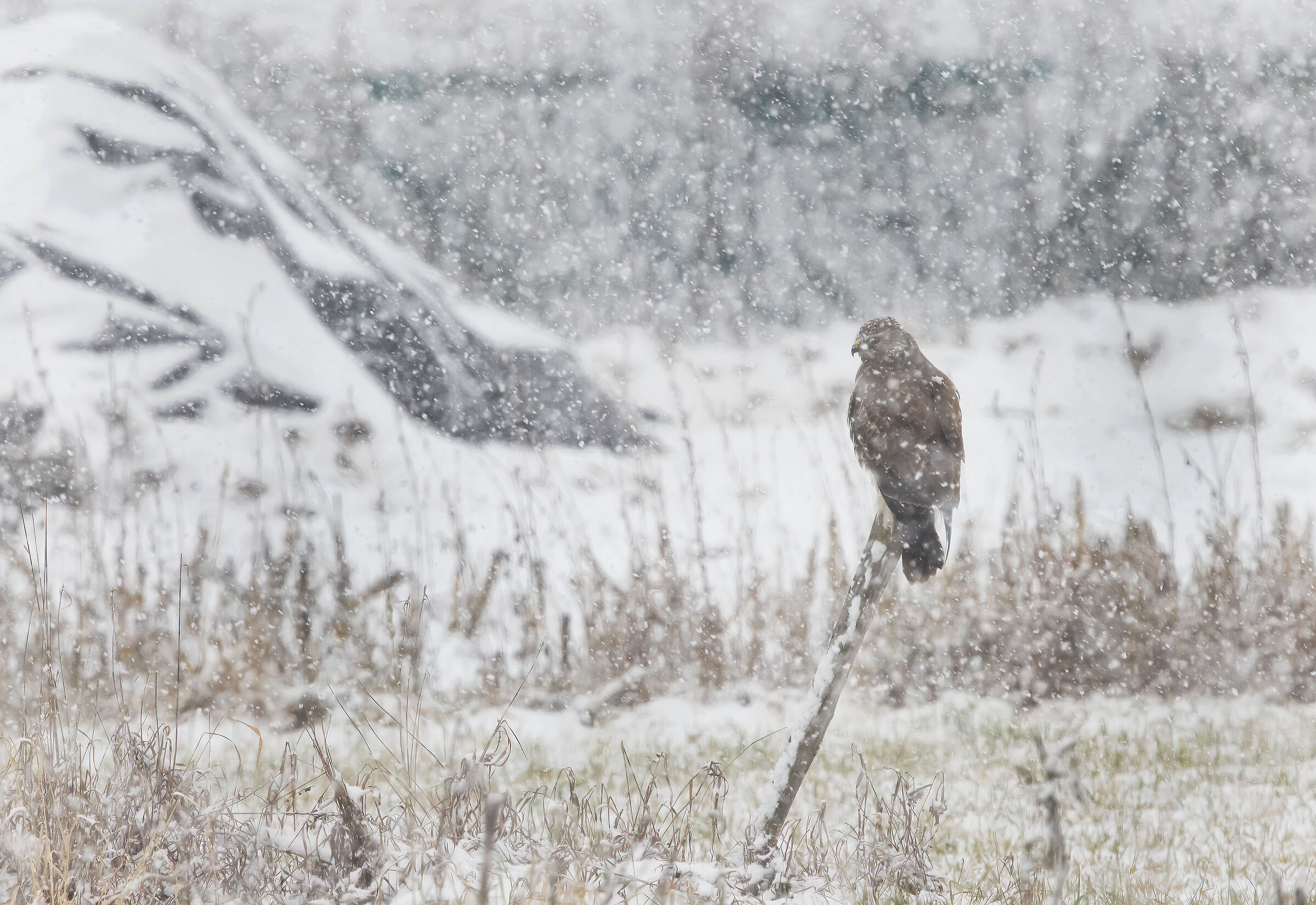 Buzzard with snow