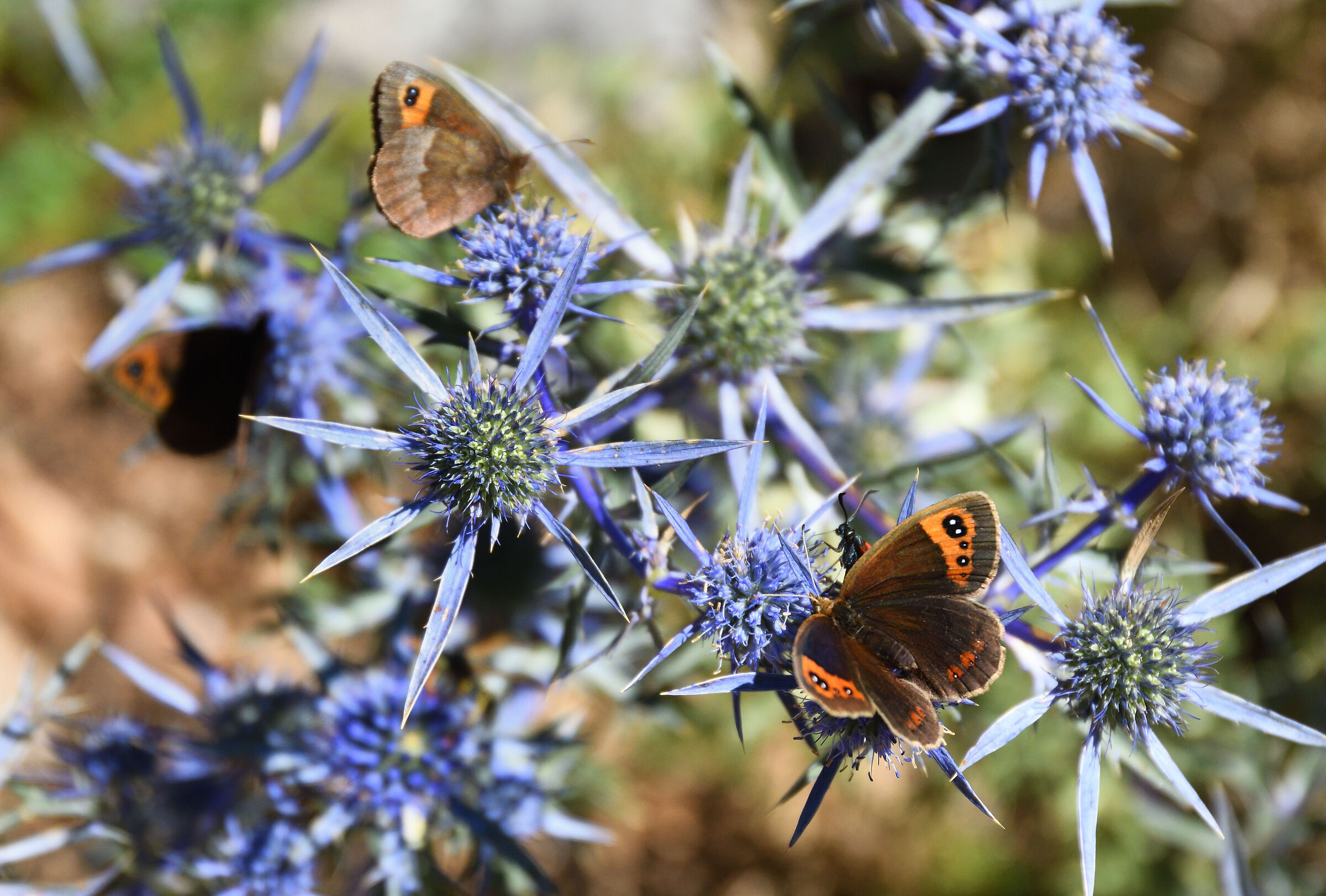 Eryngium Amethystinum (Calcatreppola ametistin)
