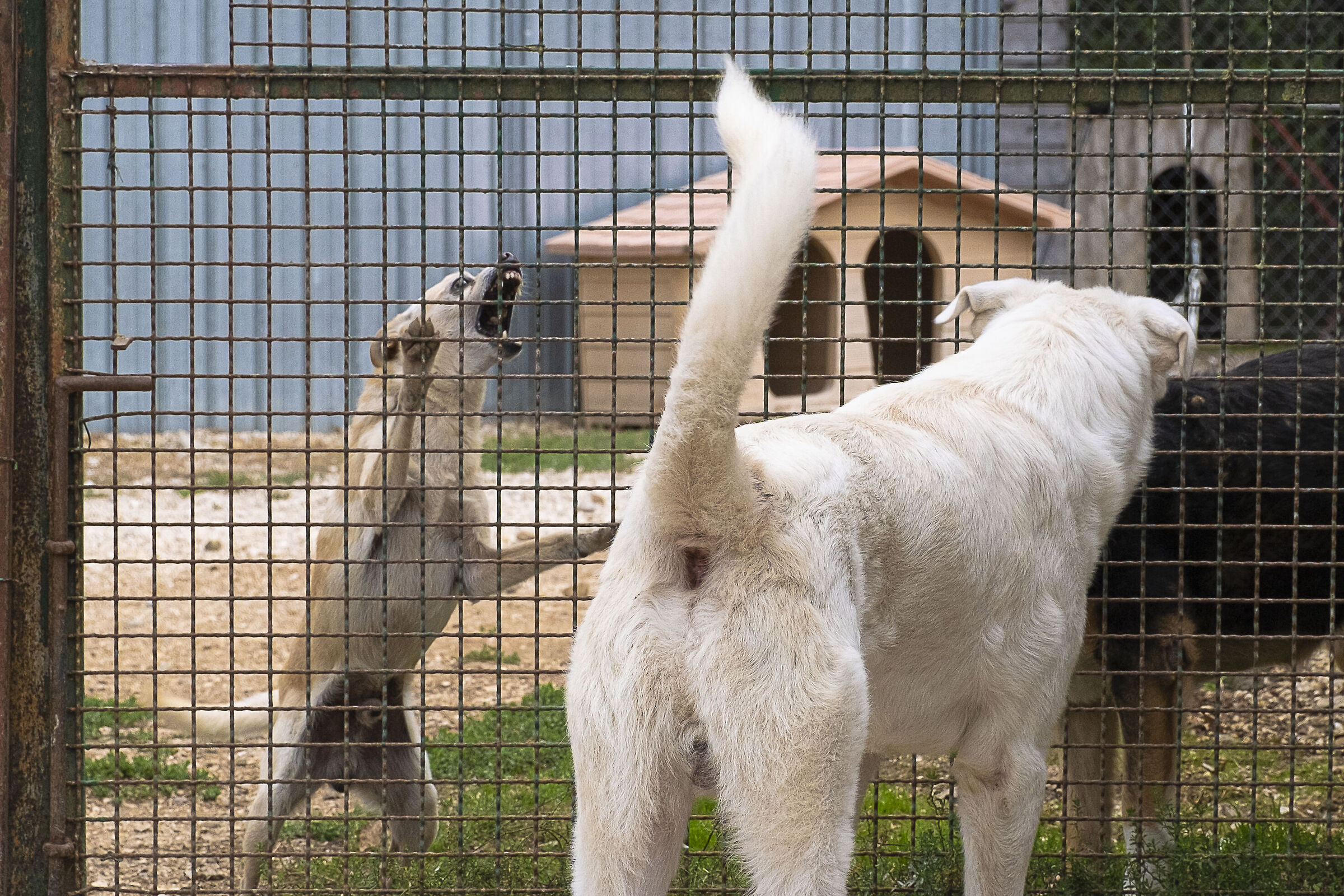 ...perché al Cavaliere bianco...