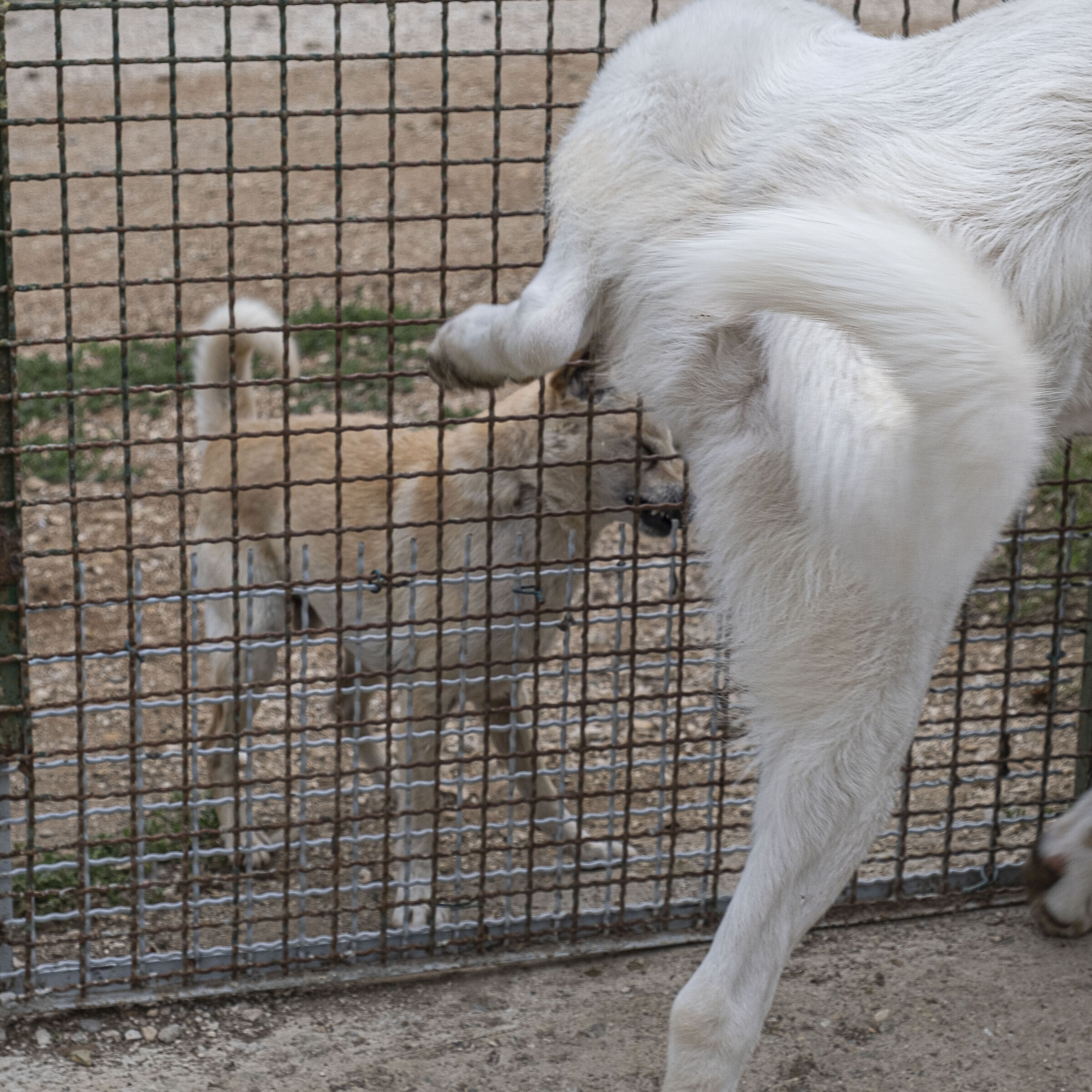 ...perché al Cavaliere bianco...