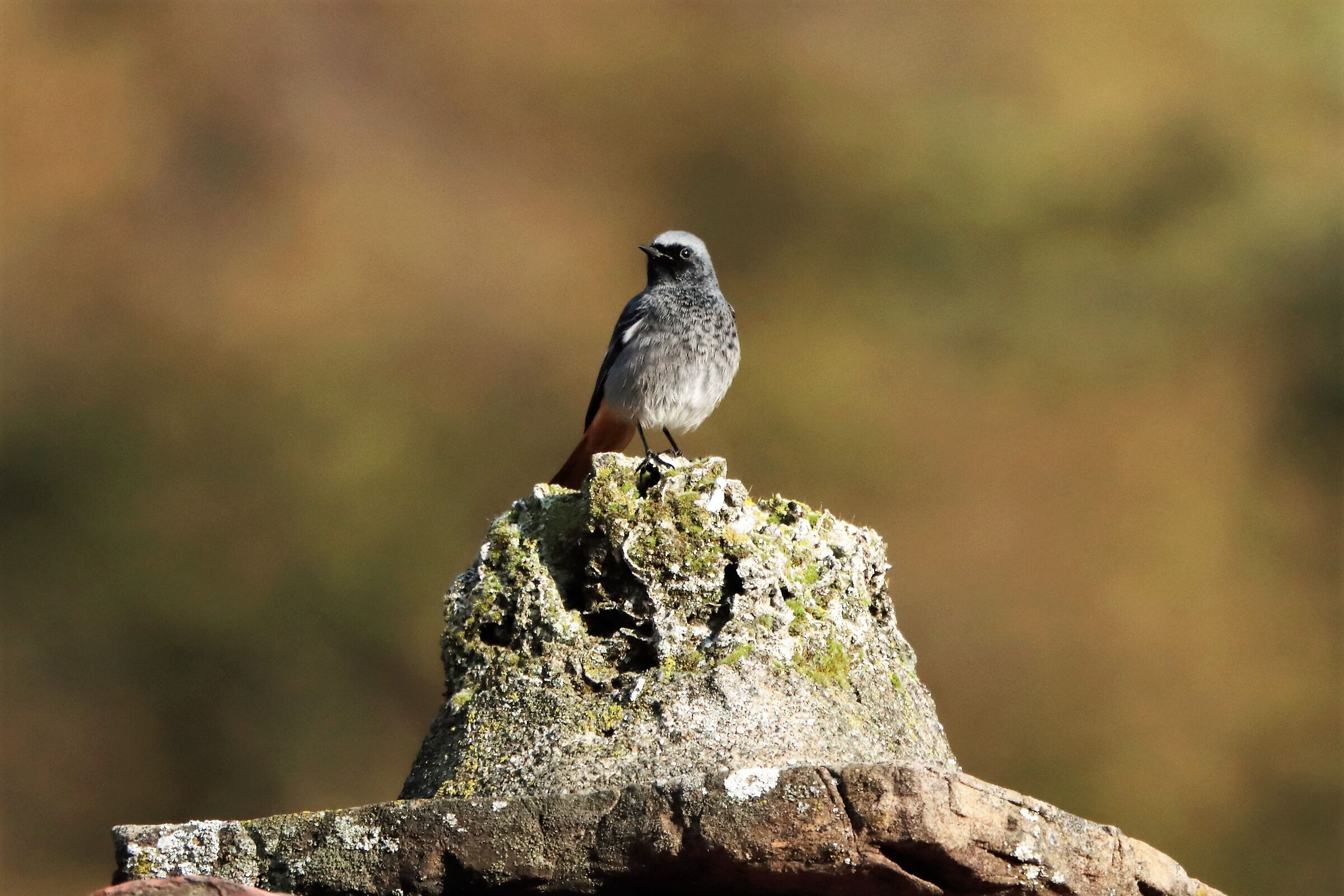 redstart