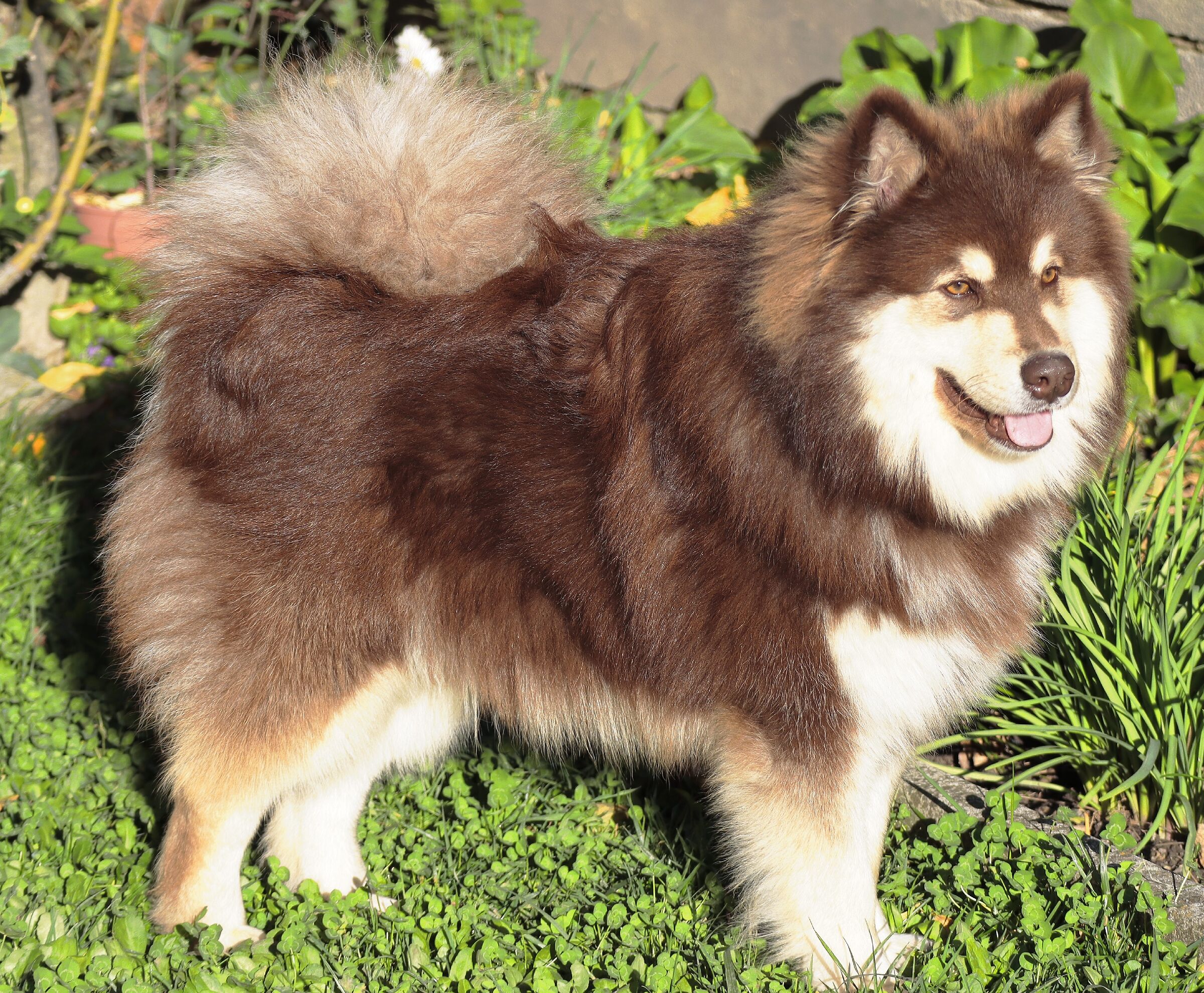 Vi presento Togo Lapinkoira di 9 mesi