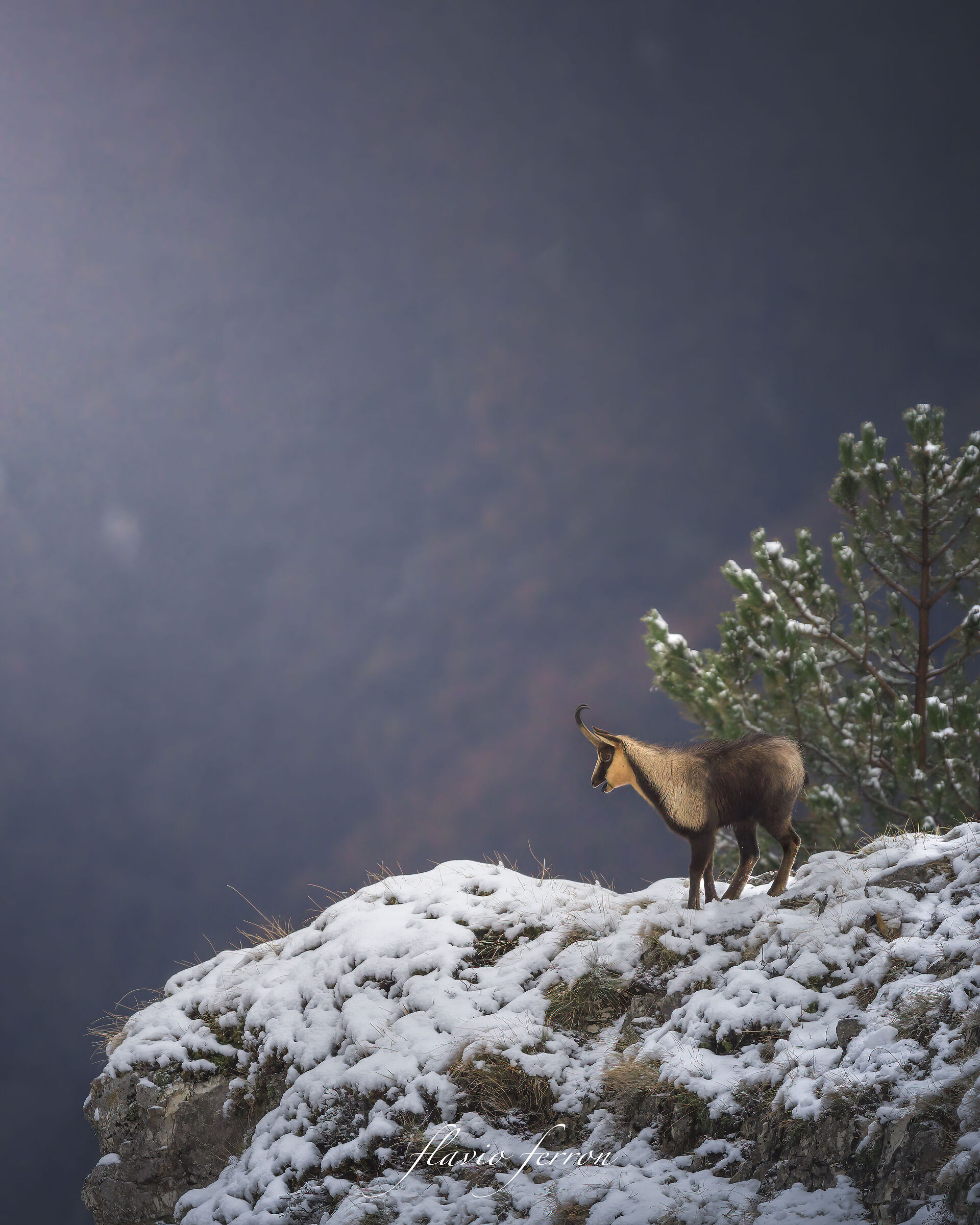 Il piccolo Camoscio..!!