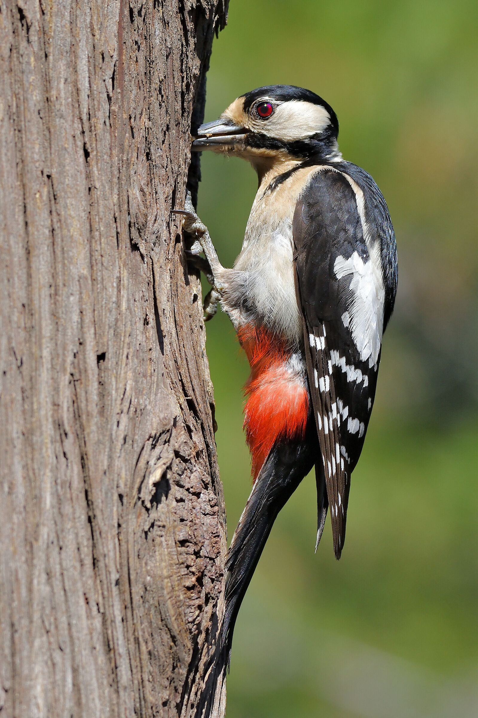 Greater red woodpecker