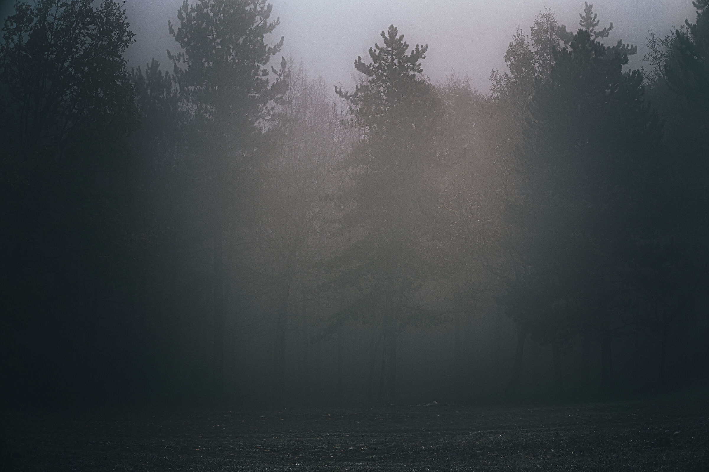 Fog